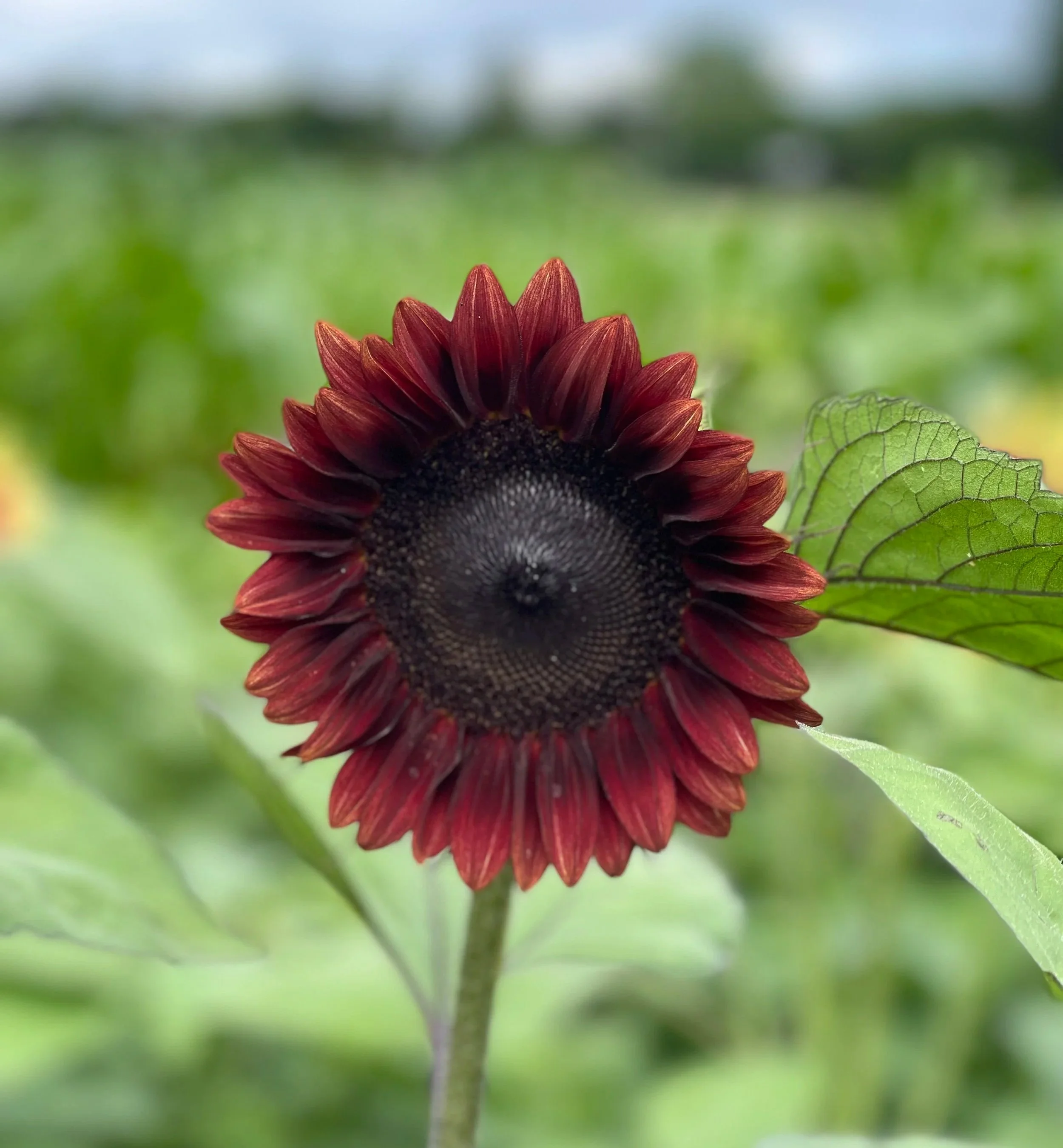 Sunflower+-+Red.jpg