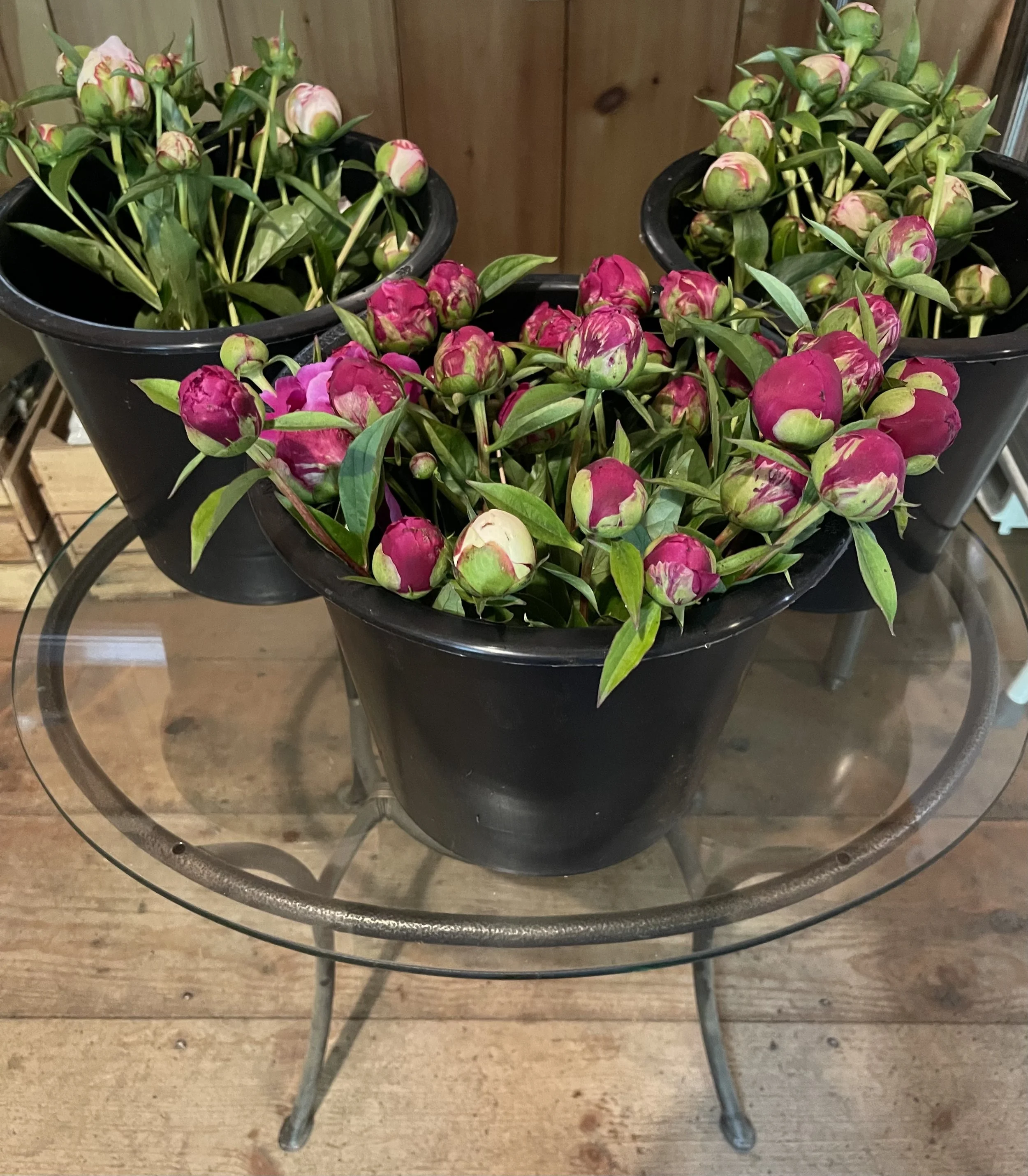 Peony Harvest 2025.jpeg