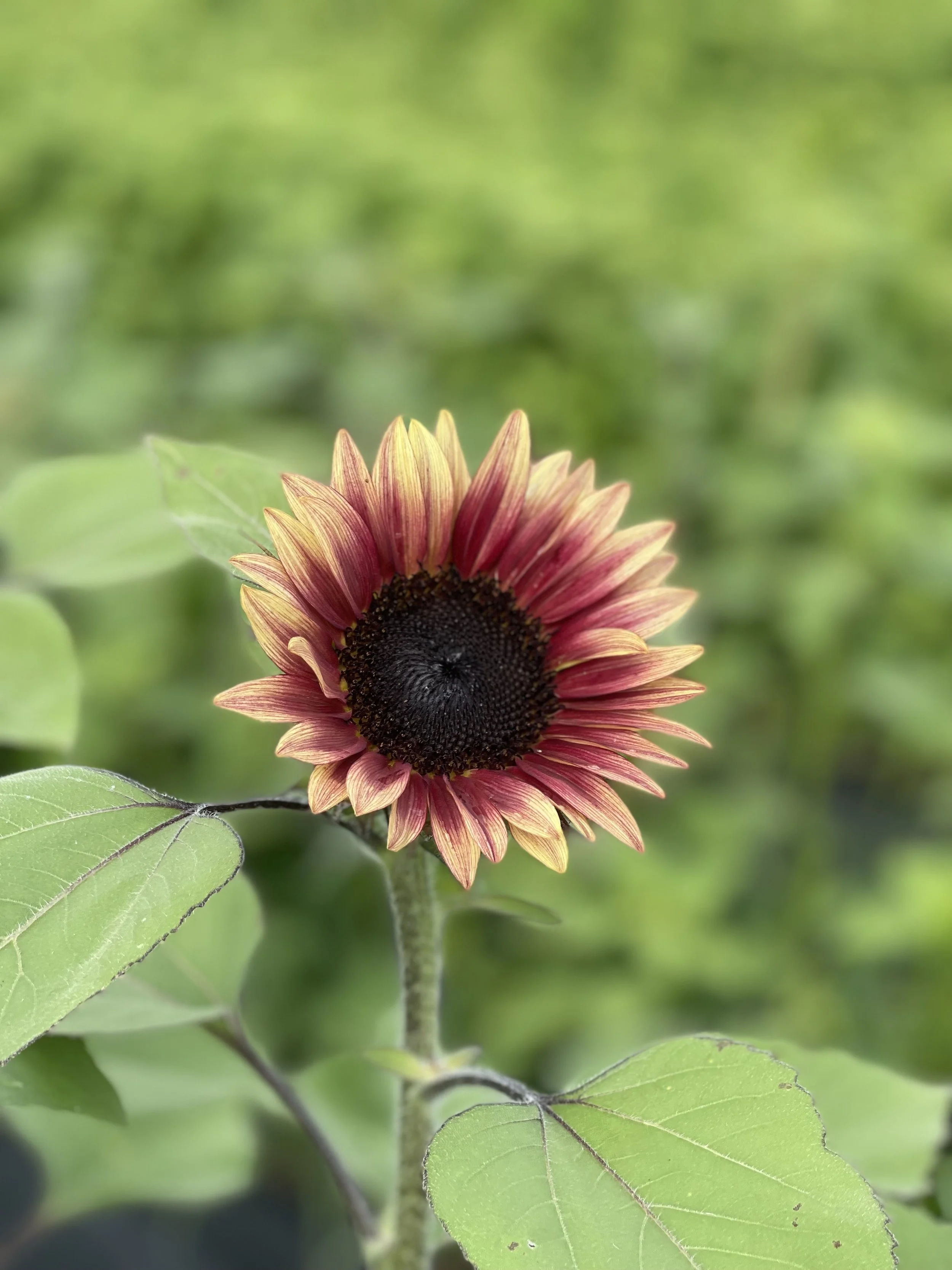 Sunflower - Florenza Mix.jpeg
