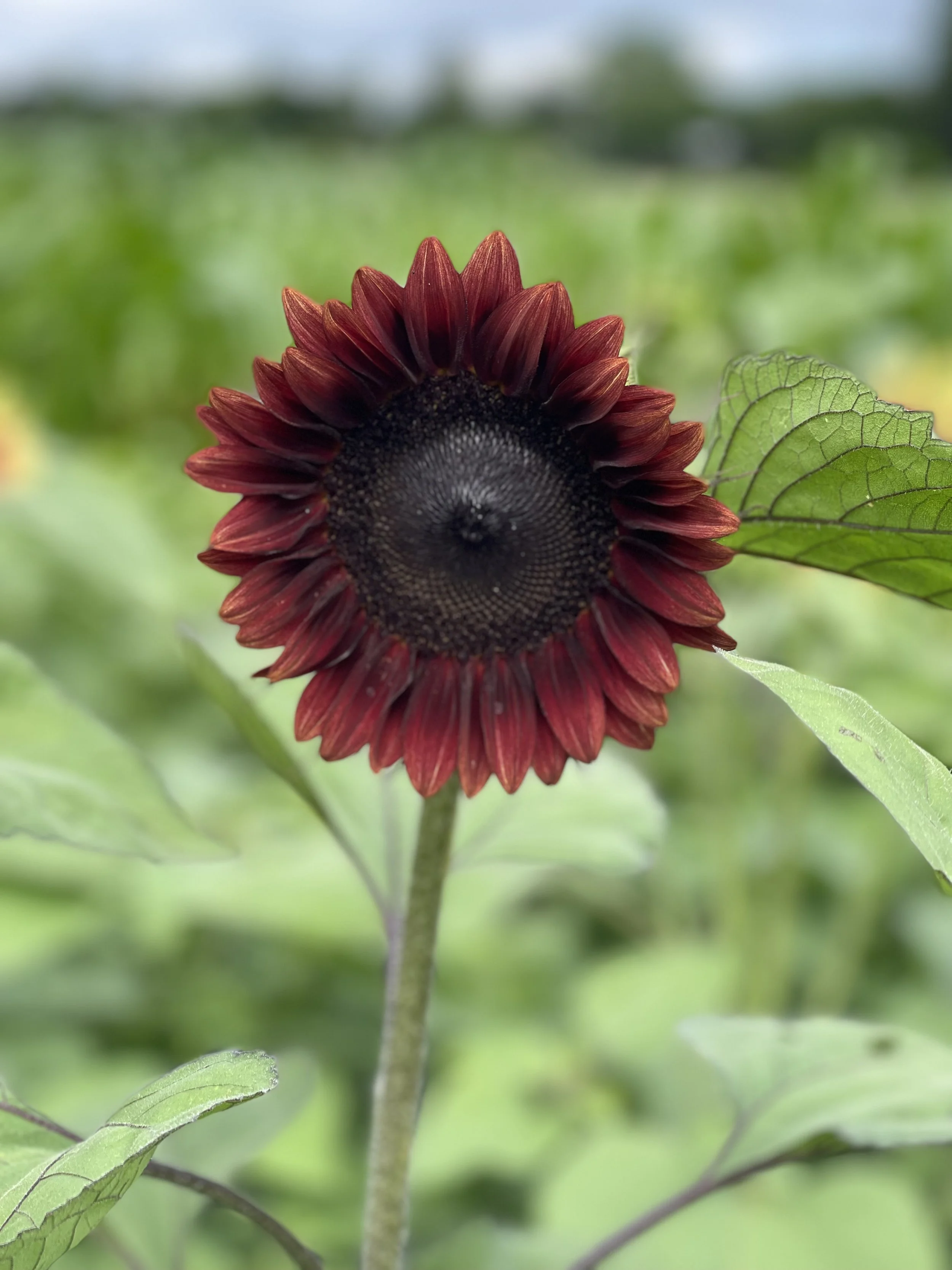 Sunflower - Red.jpeg