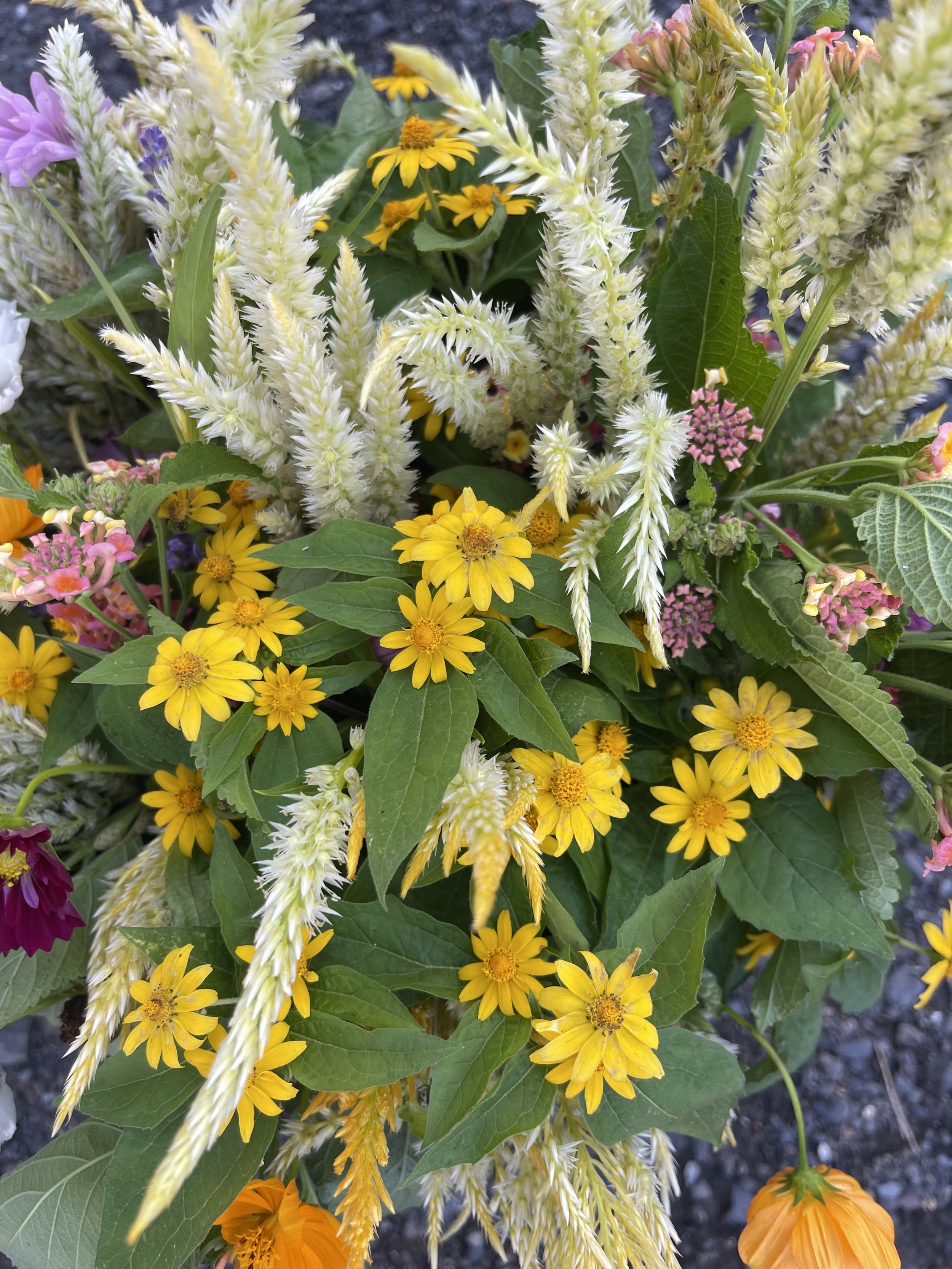 IMG_6827.jpeg