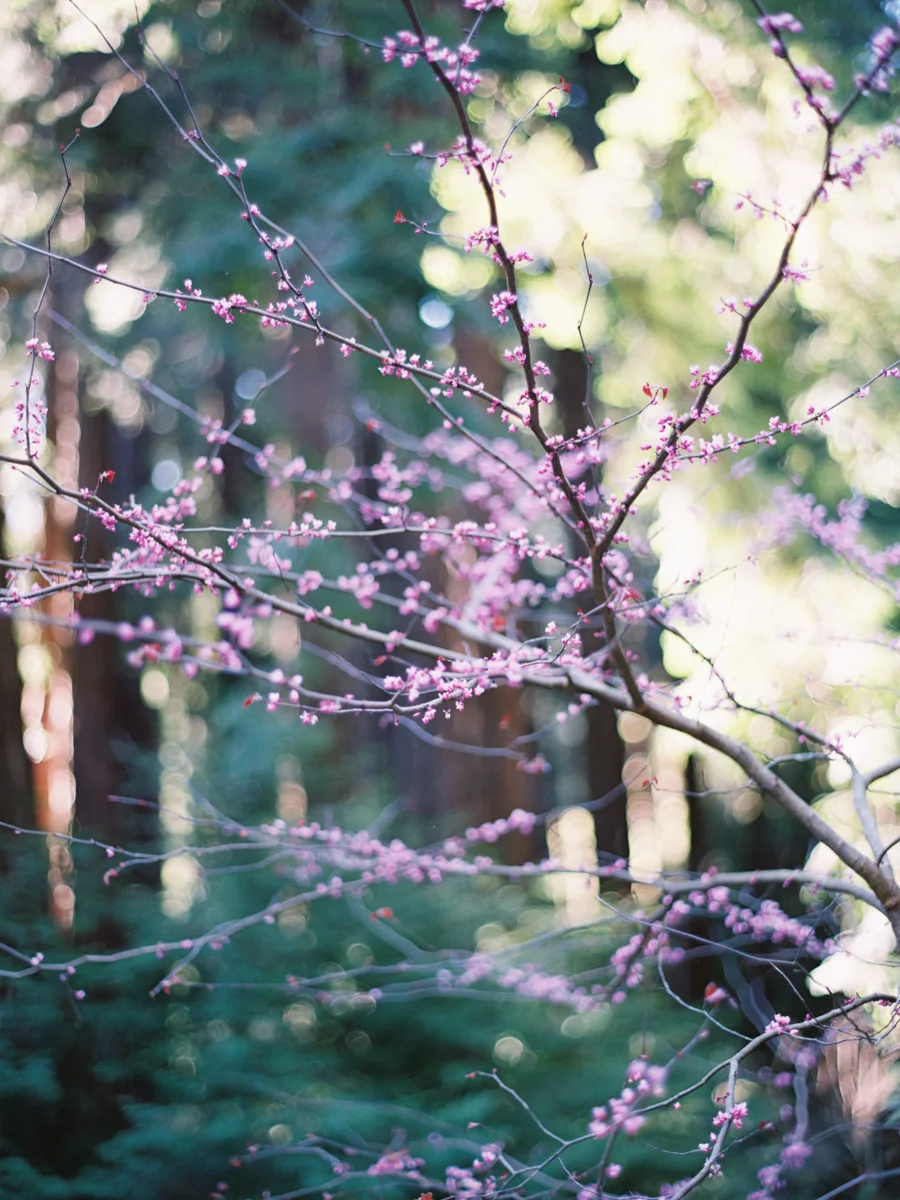 Big Sur Elopement Website Gallery-7.jpg