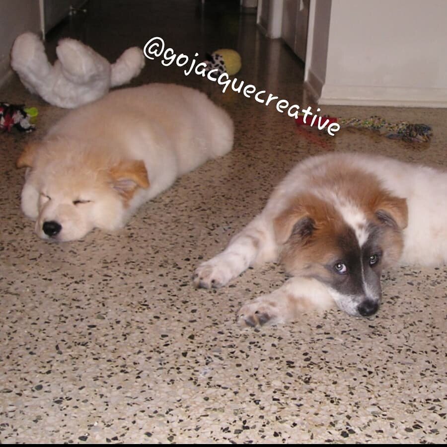 Happy National Pup Day!
My pups being official pups 12years ago. They're lil floofs of joy and sleepiness. Oh and the other one is a pup loaf.....eheheh
...
...
...
#happynationalpuppyday #happynationalpuppyday🐶 #pups #memories #pupmemories #floof #