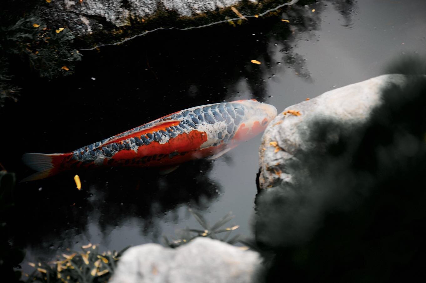 Which is your favorite?

#AkiyamaMusic #koi #fish #koipond #nikon #photography #NikonZ6 #japanese #musician #composer #instagood #friday #photooftheday