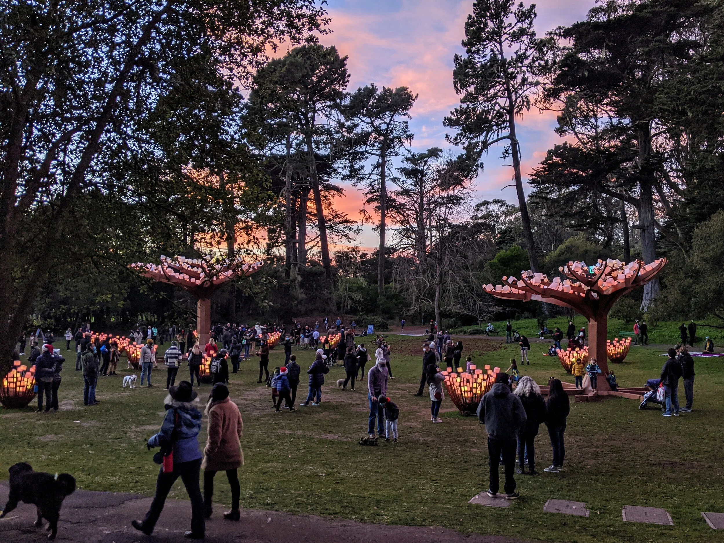 Entwined Meadow  at dusk in Golden Gate Park, San Francisco. Photo by Blandine Avot.