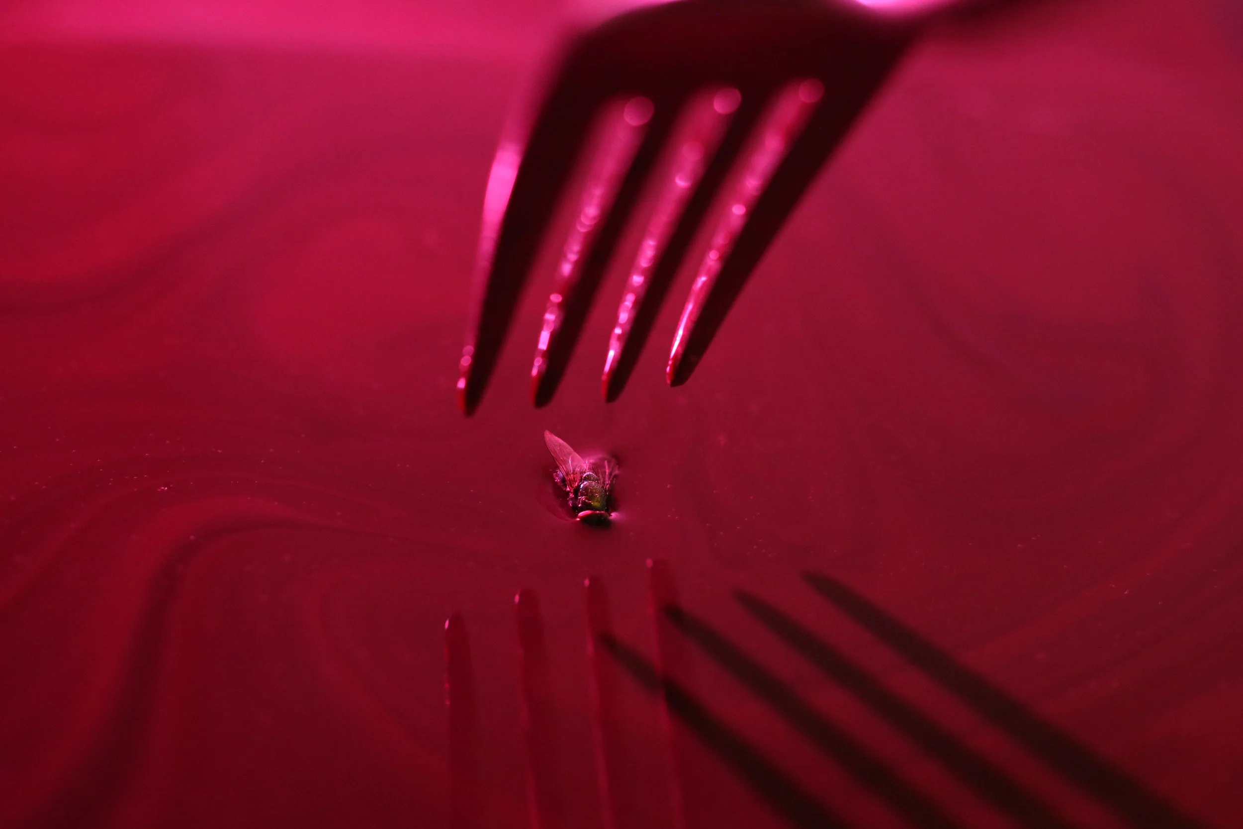 Water Drop Photography 806.JPG