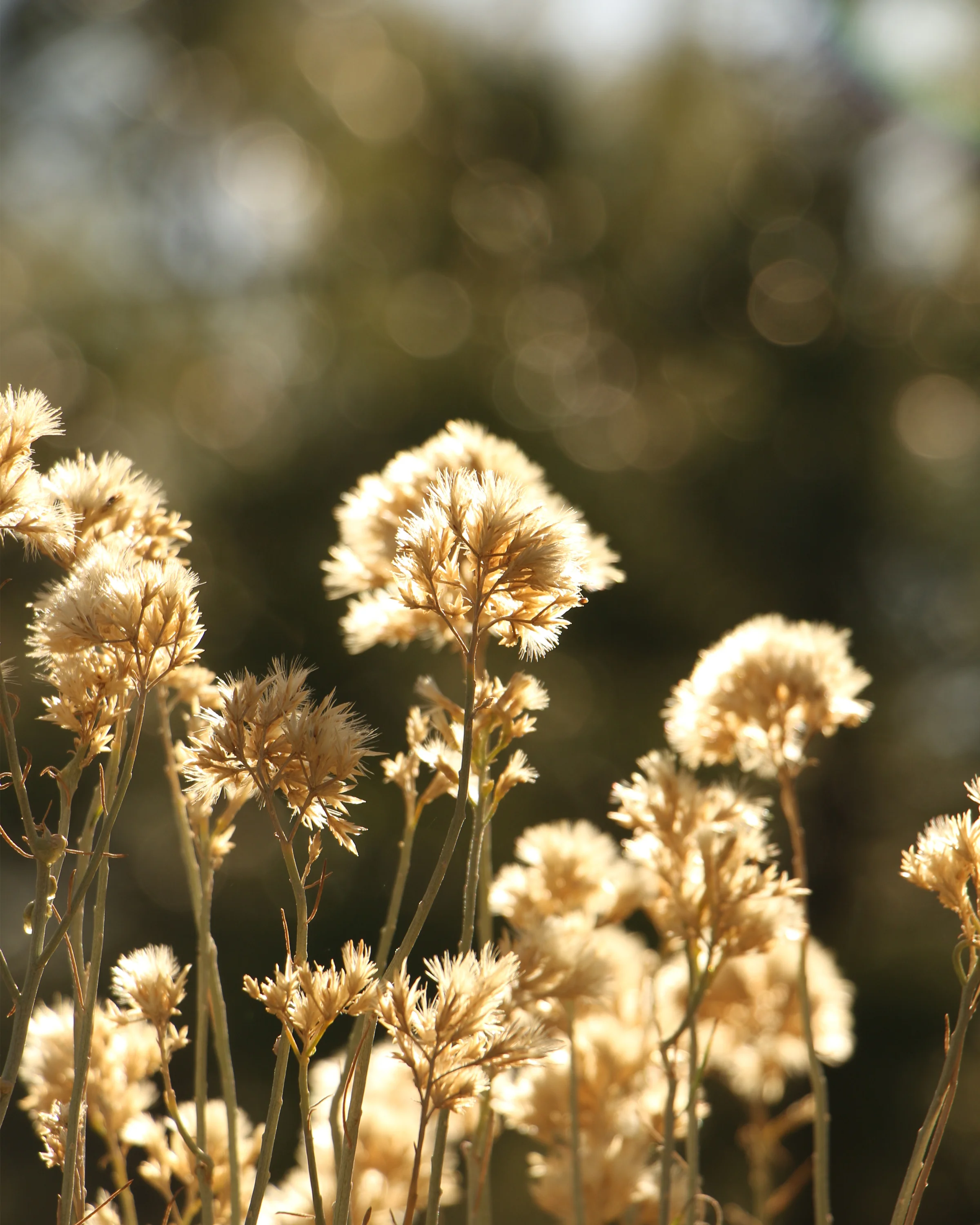 Cotton Dreams 8x10 Master.jpg