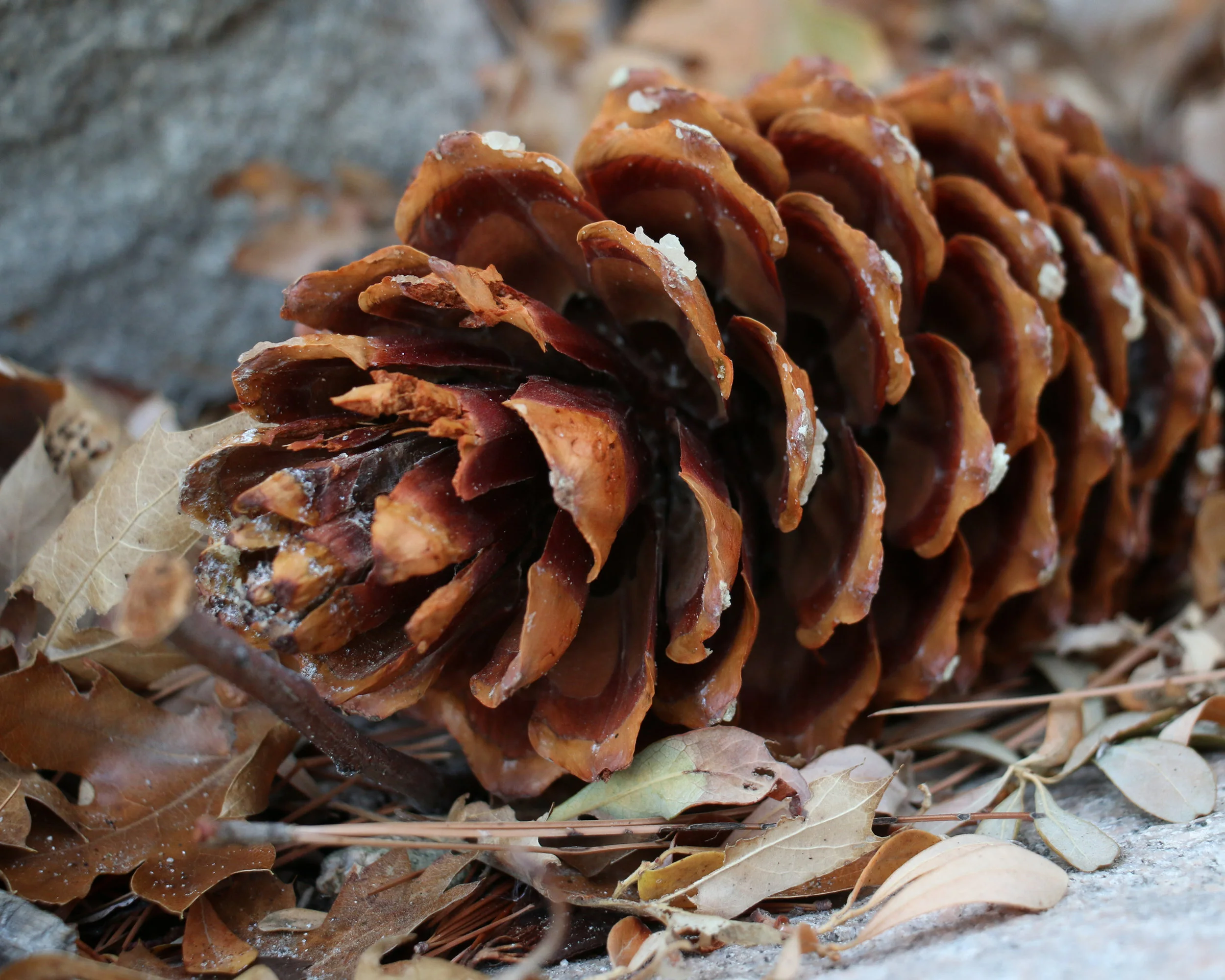 Frosty Cone 8x10 Master.jpg