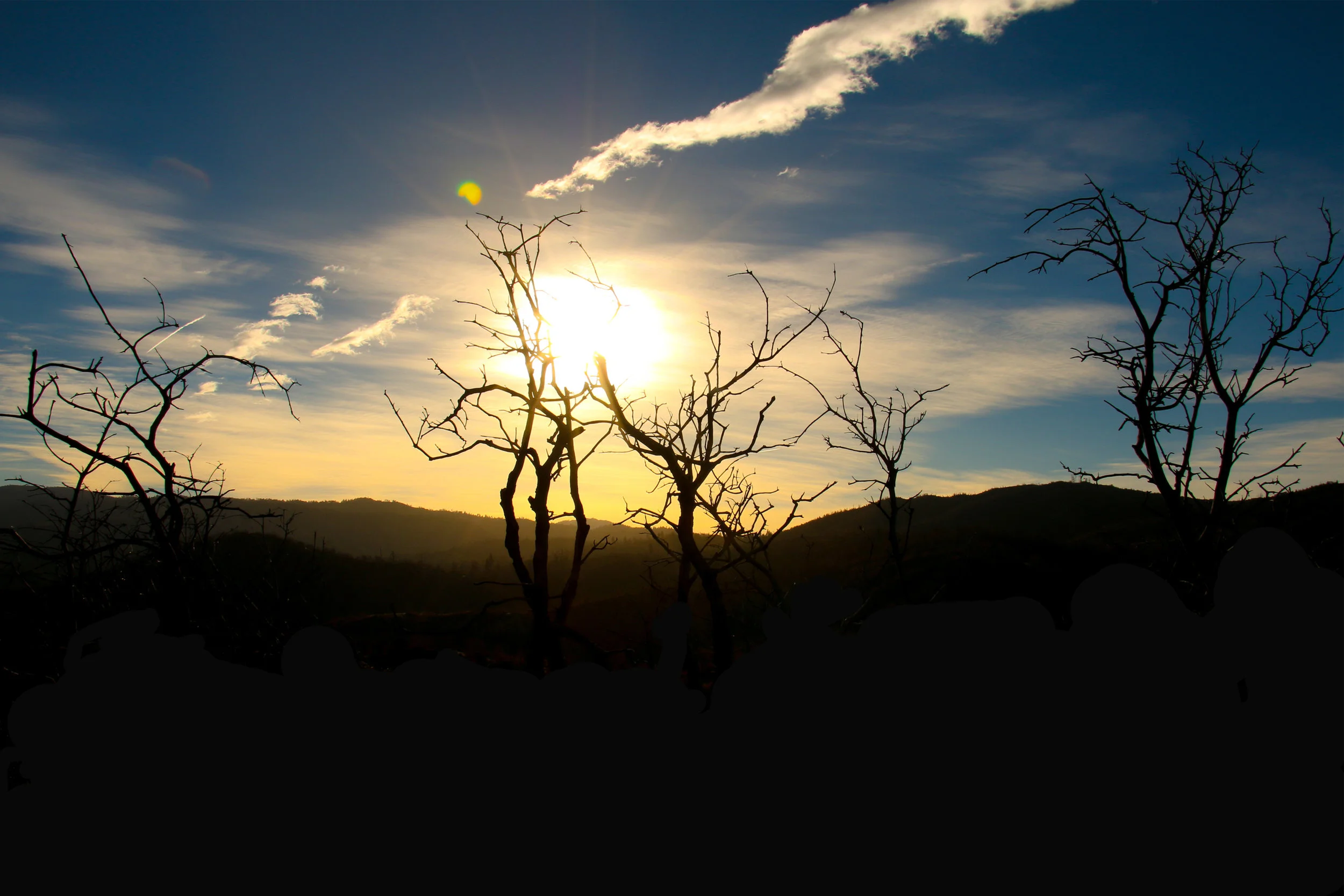 Morning Glory 8x12.jpg