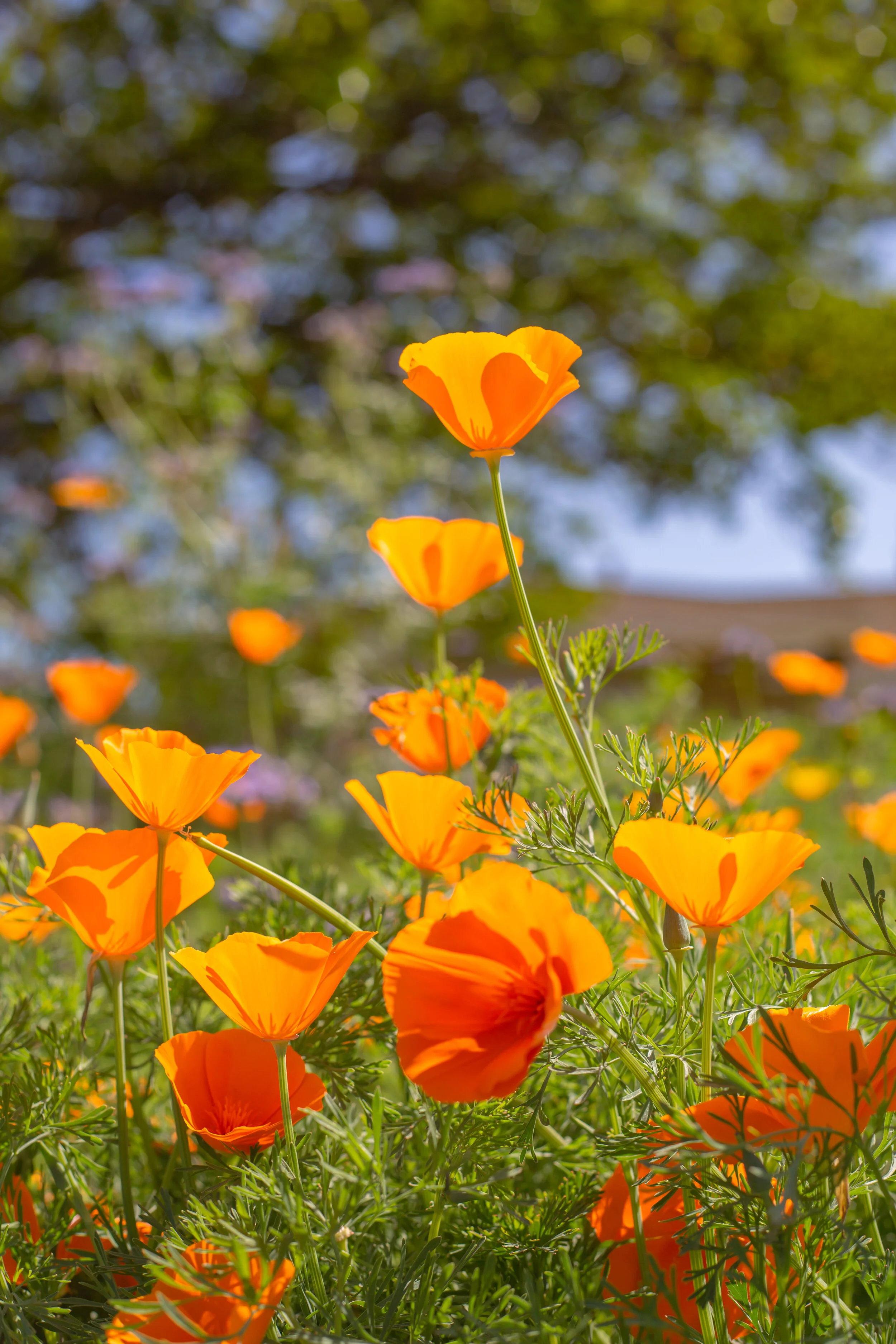  California Poppy 