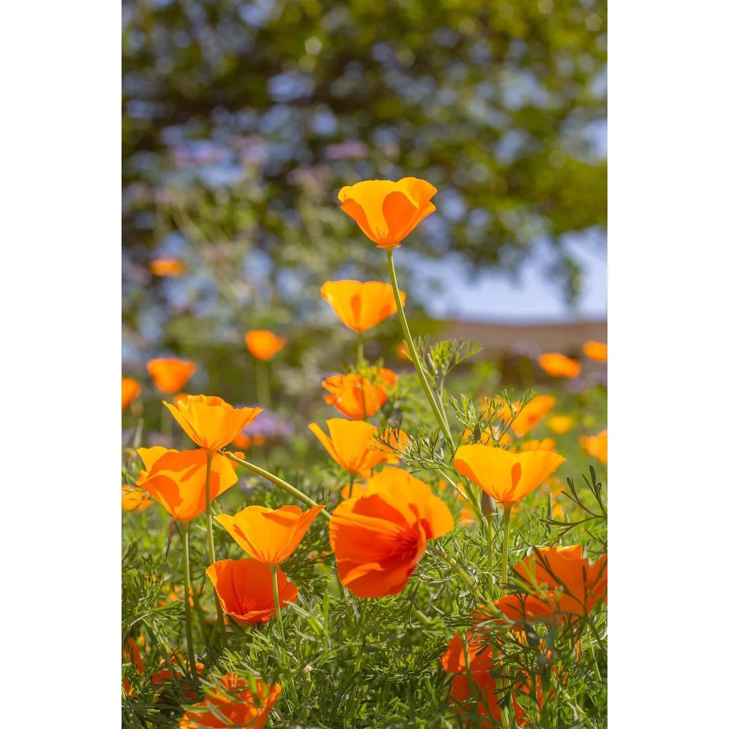 #CaliforniaPoppies ☀️ 📸 &copy;: Tasia Wells / Tasia Noelle Photo
.
.
.
.
.
.
#poppy #flowers #flowerphoto #flowerphotography #nature #natureart #artistsoninstagram #photooftheday #escapingquarantine #photoshoot #quarantine2020 #photodaily #photogram