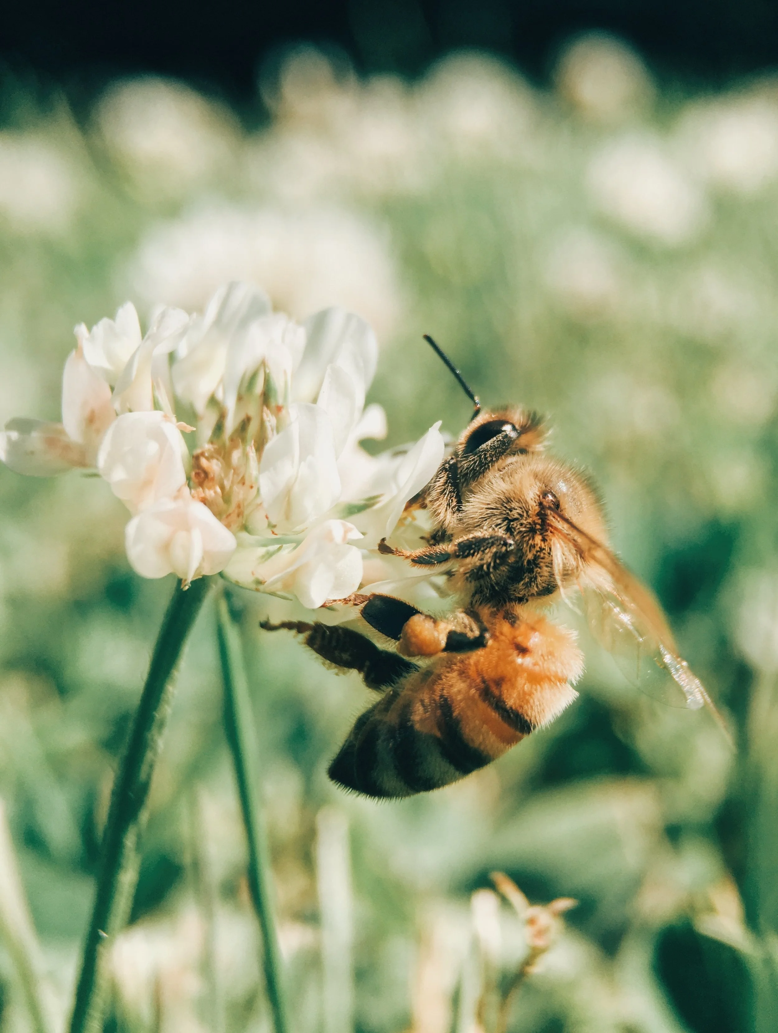 Nordic Honey_Five Easy Ways You Can Help Save the Bees This Summer_2.jpg