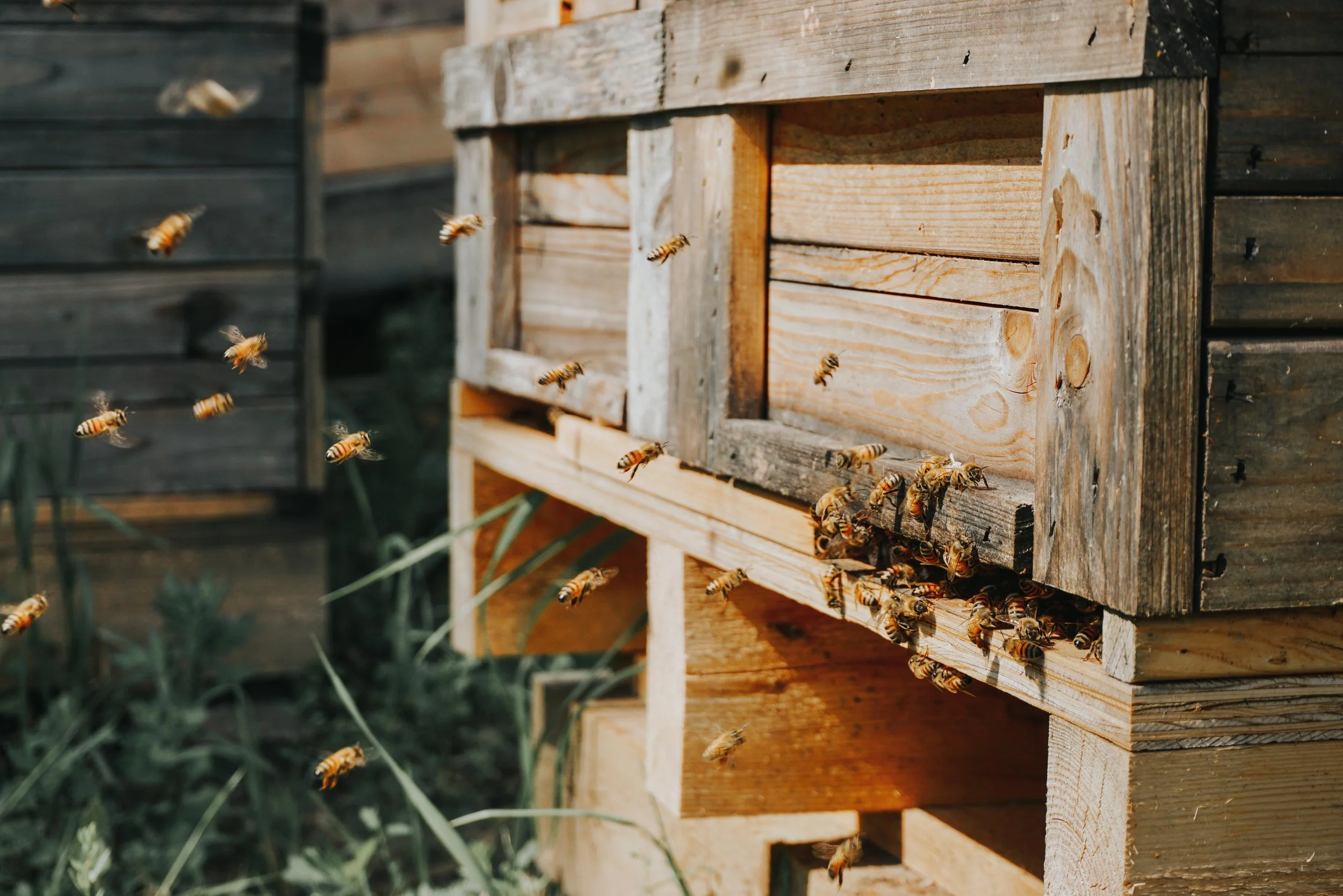 honeybees-beehive.jpg
