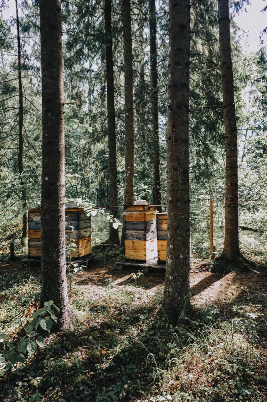 Nordic Honey_Organic Beekeeping_Bees_5.jpg