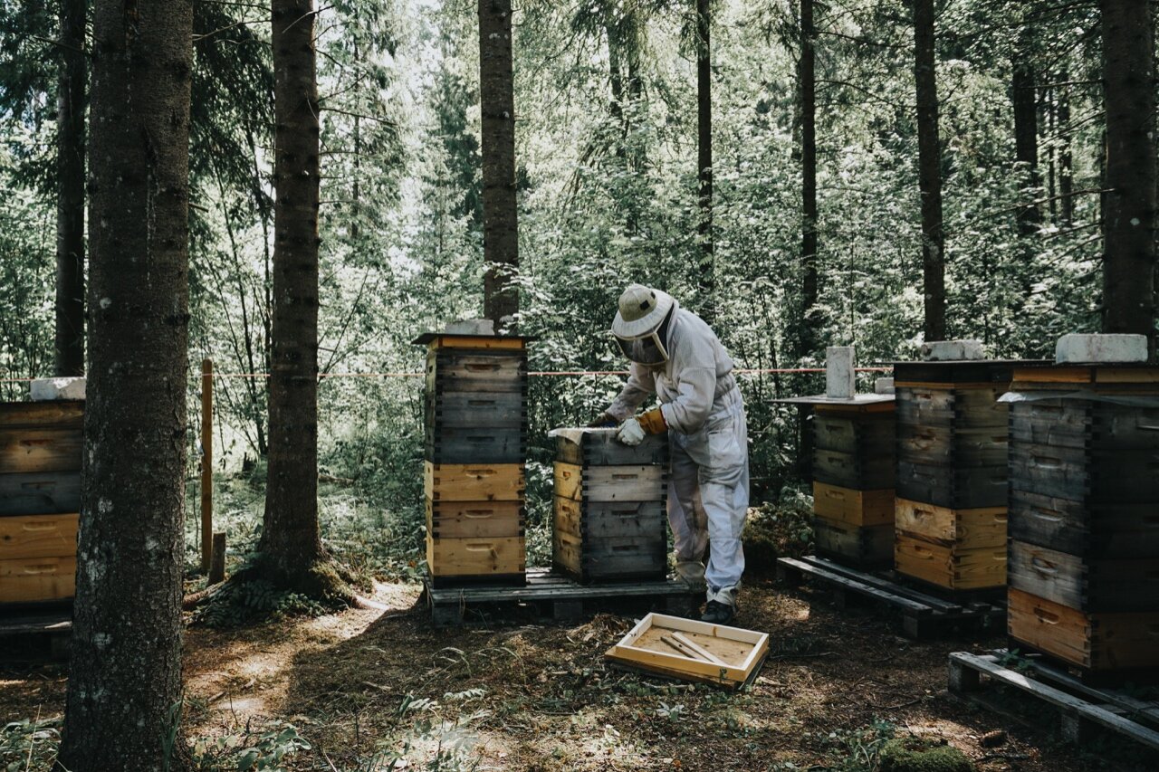 Nordic Honey_Organic Beekeeping_Bees_1.jpg