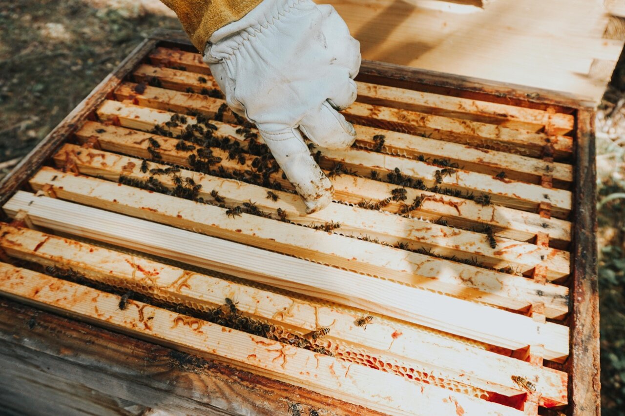 Nordic Honey_Organic Beekeeping_Bees_3.jpg