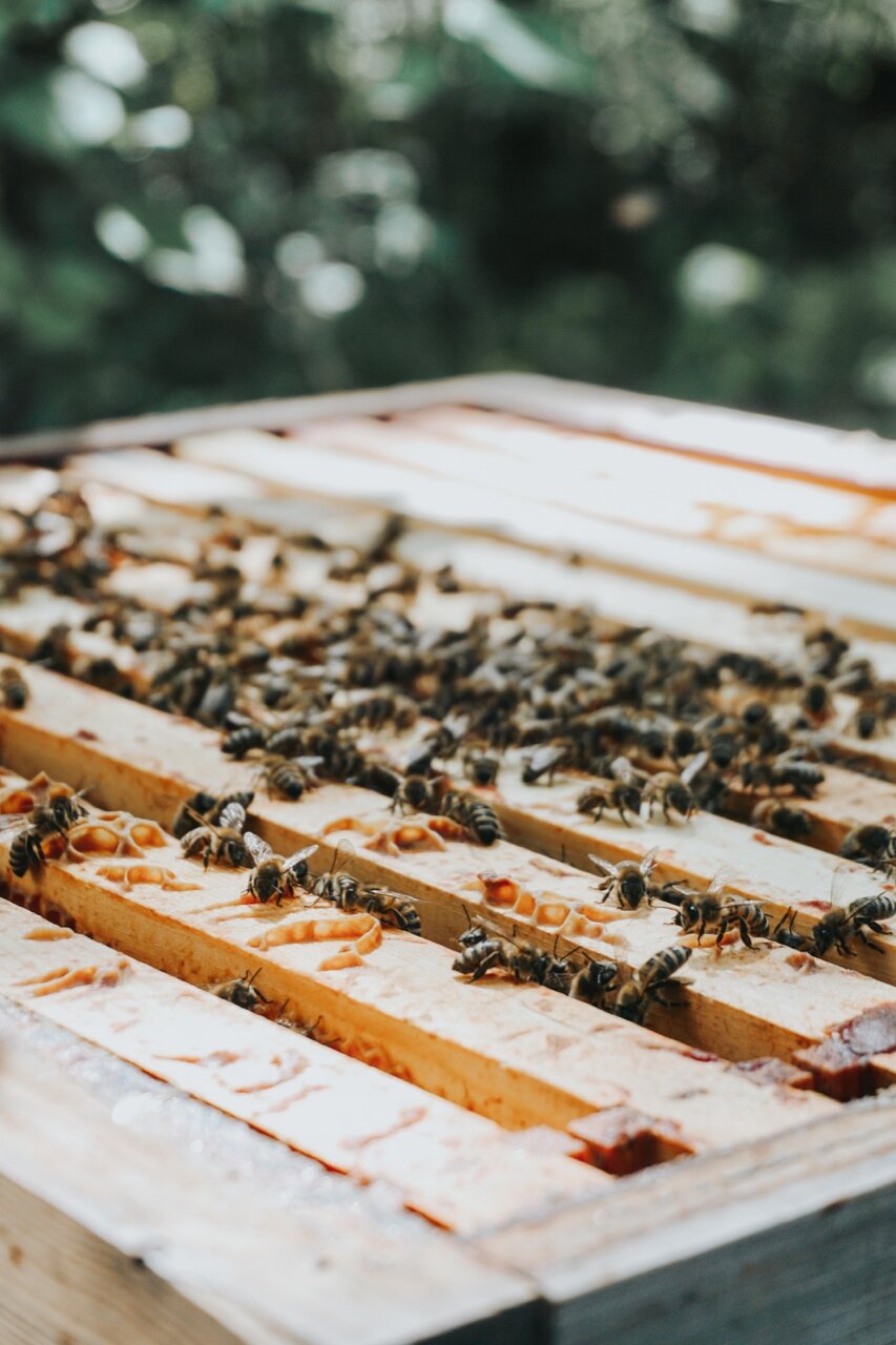Nordic Honey_Organic Beekeeping_Bees_4.jpg
