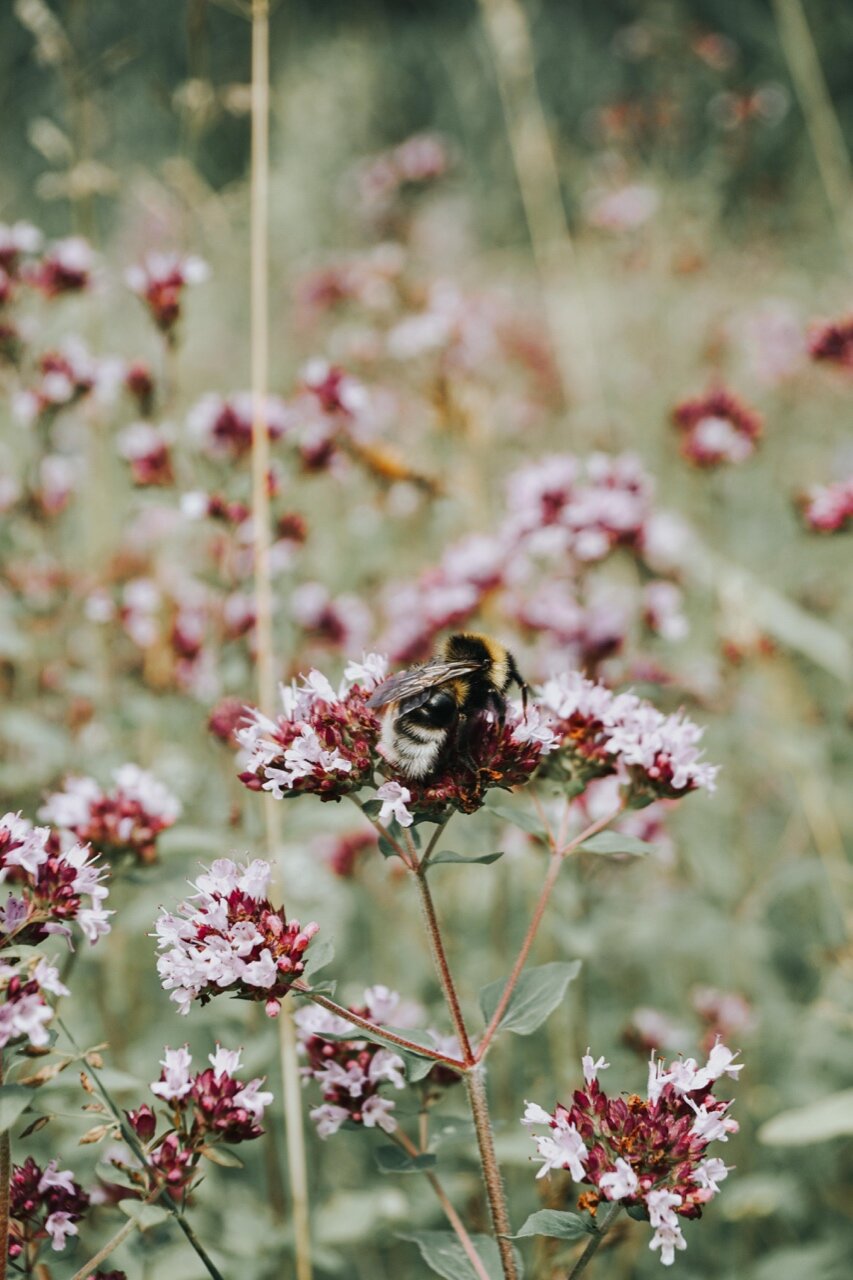 Nordic Honey_Organic Beekeeping_Bees_6.jpg