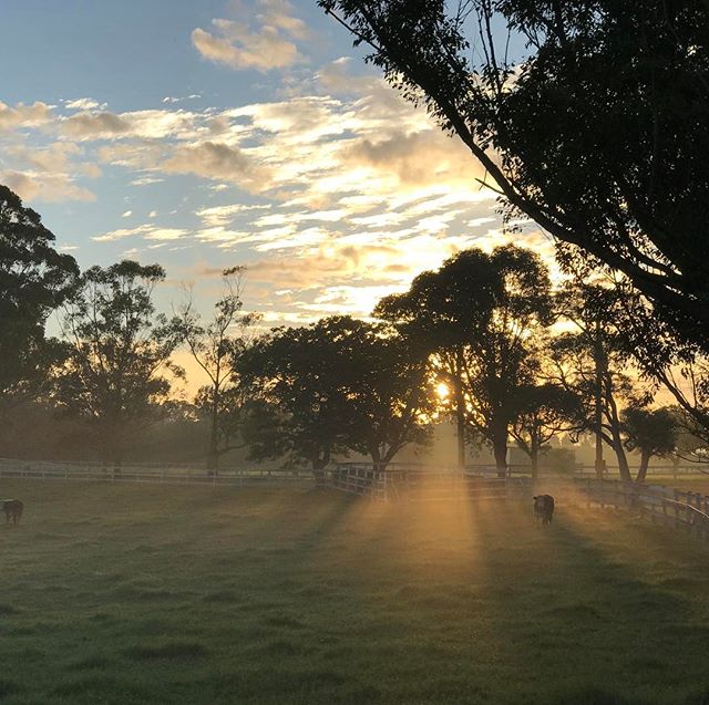 Im not a morning person so I don't see too many sun rises, but when I do, I'm in awe 🌅 #sunrise #southcoastnsw #farmlife #saturdaymorning