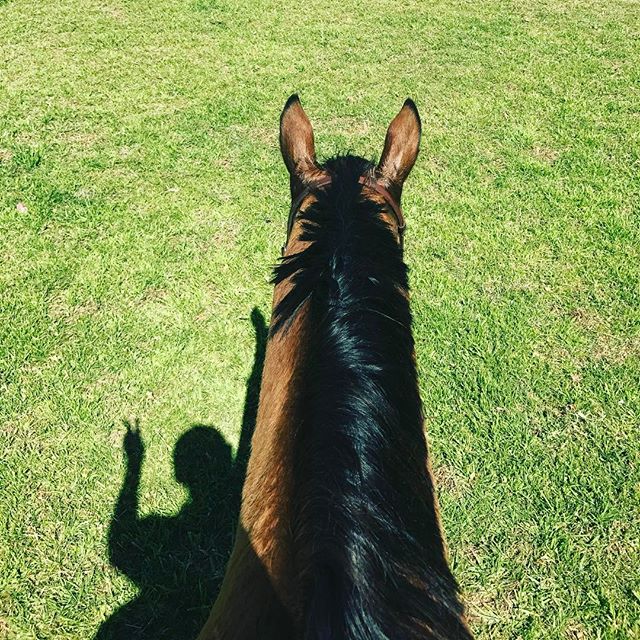 And I'm back in the saddle 🐎 It's been too long between rides but what a glorious day for it 🙌