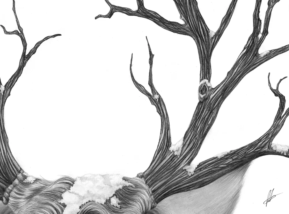 laura-eddy-drawing-winter-deer-closeup-02.jpg