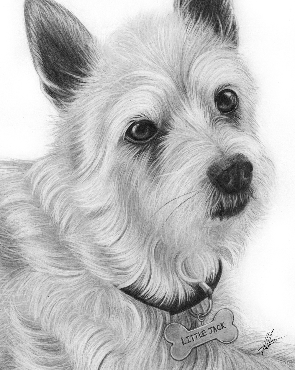 laura-eddy-drawing-little-jack-russell-closeup-01.jpg