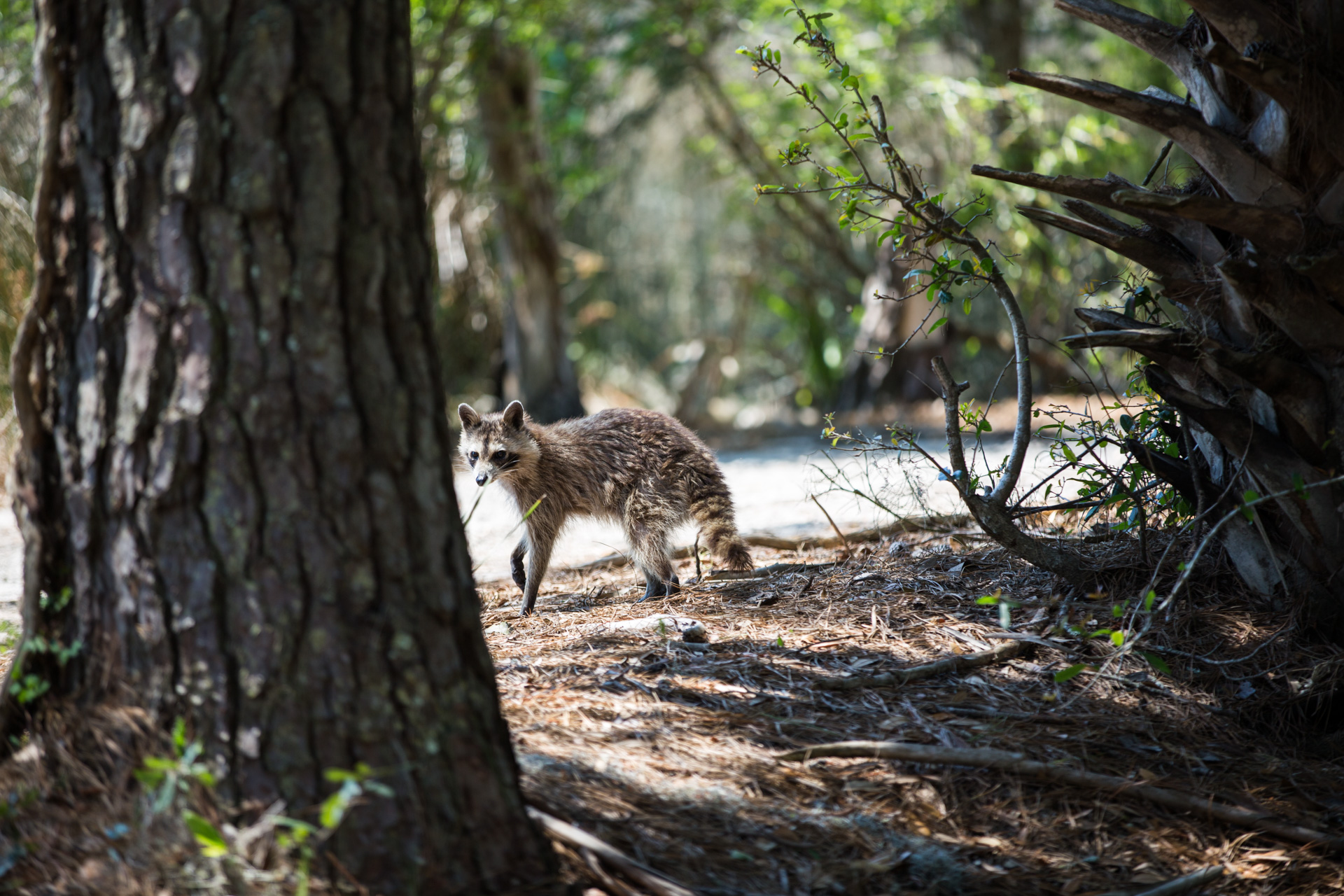 Grounds Rich in Wildlife