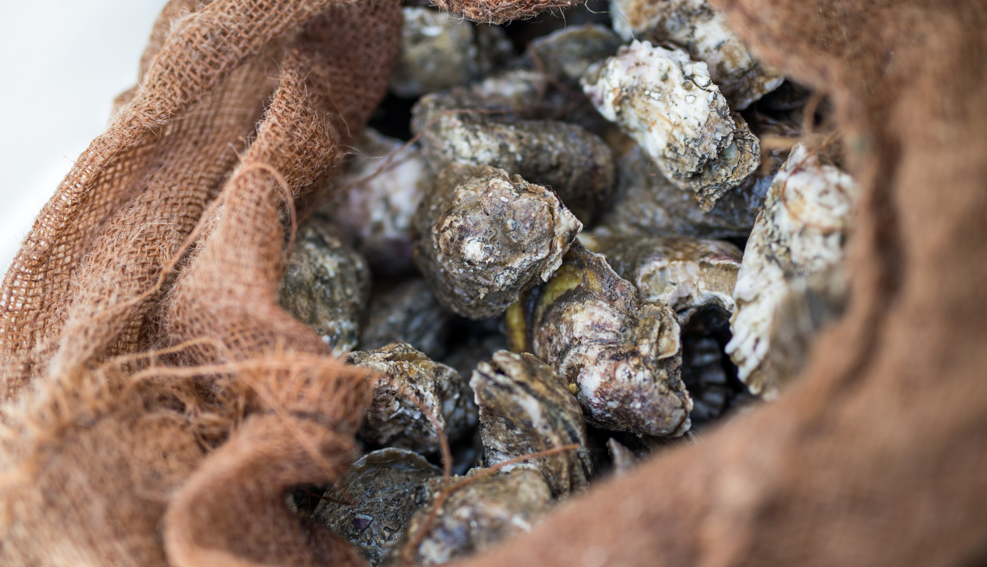     Enjoy fresh oysters 