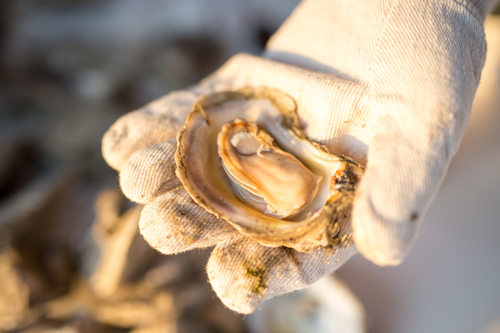     Enjoy fresh oysters 