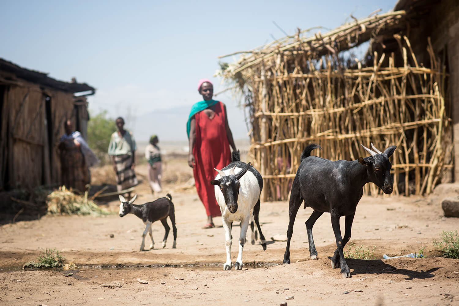 Almaz Tumero used her loan to buy sheep and goats for 400 birr and selling them for 900 birr.