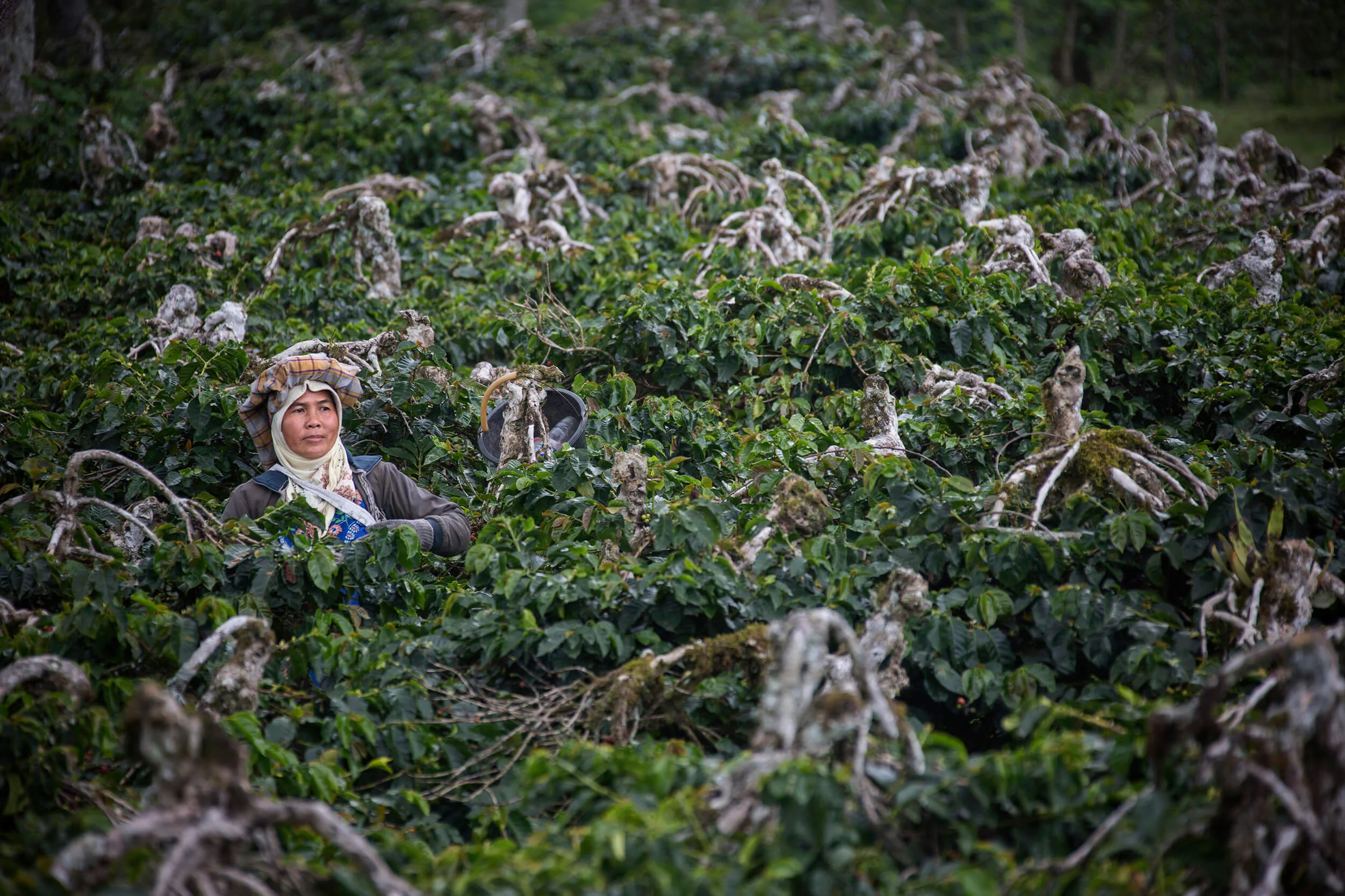 Coffee harvested in Indonesia. The "skeleton" pruning of the trees is typical for Indonesia.