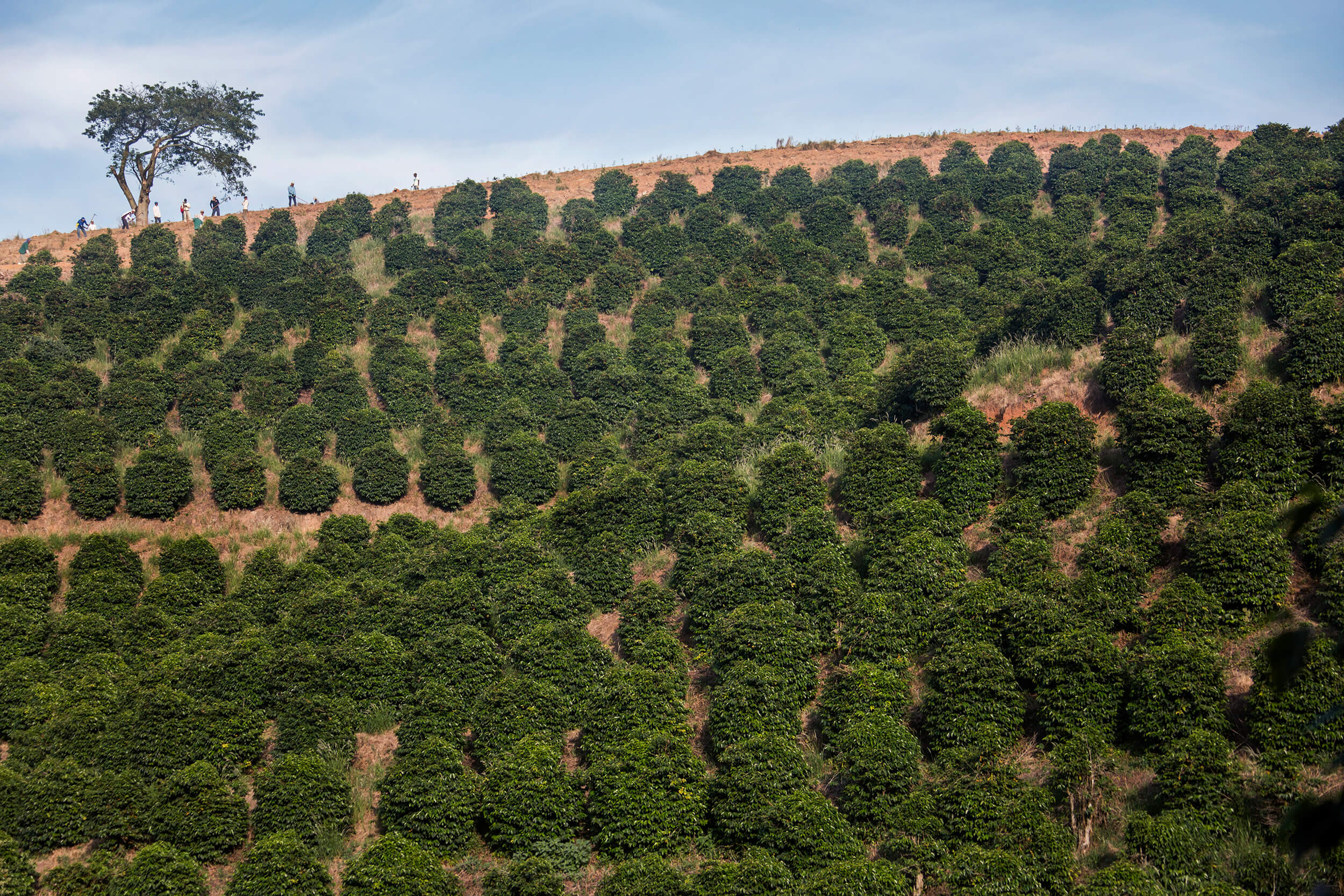  New planting and rejuvenation of coffee growing on the Rainha farm in Paçoa de Caldas. 