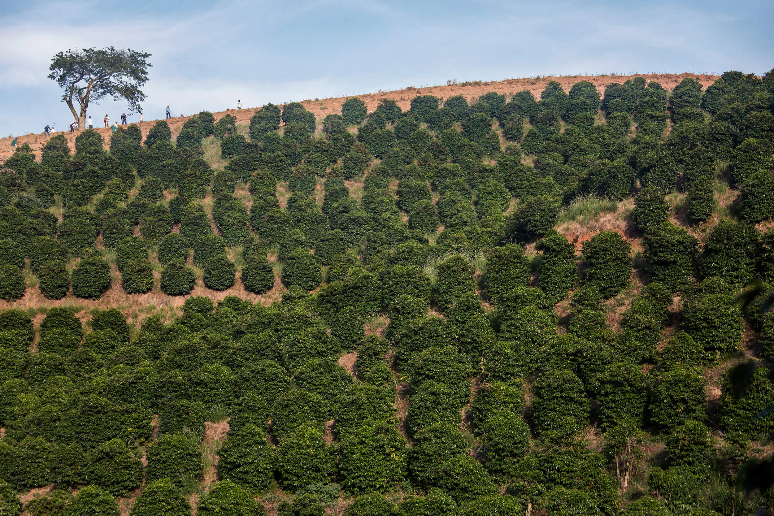 New planting and rejuvenation of coffee growing on the Rainha farm in Paçoa de Caldas.