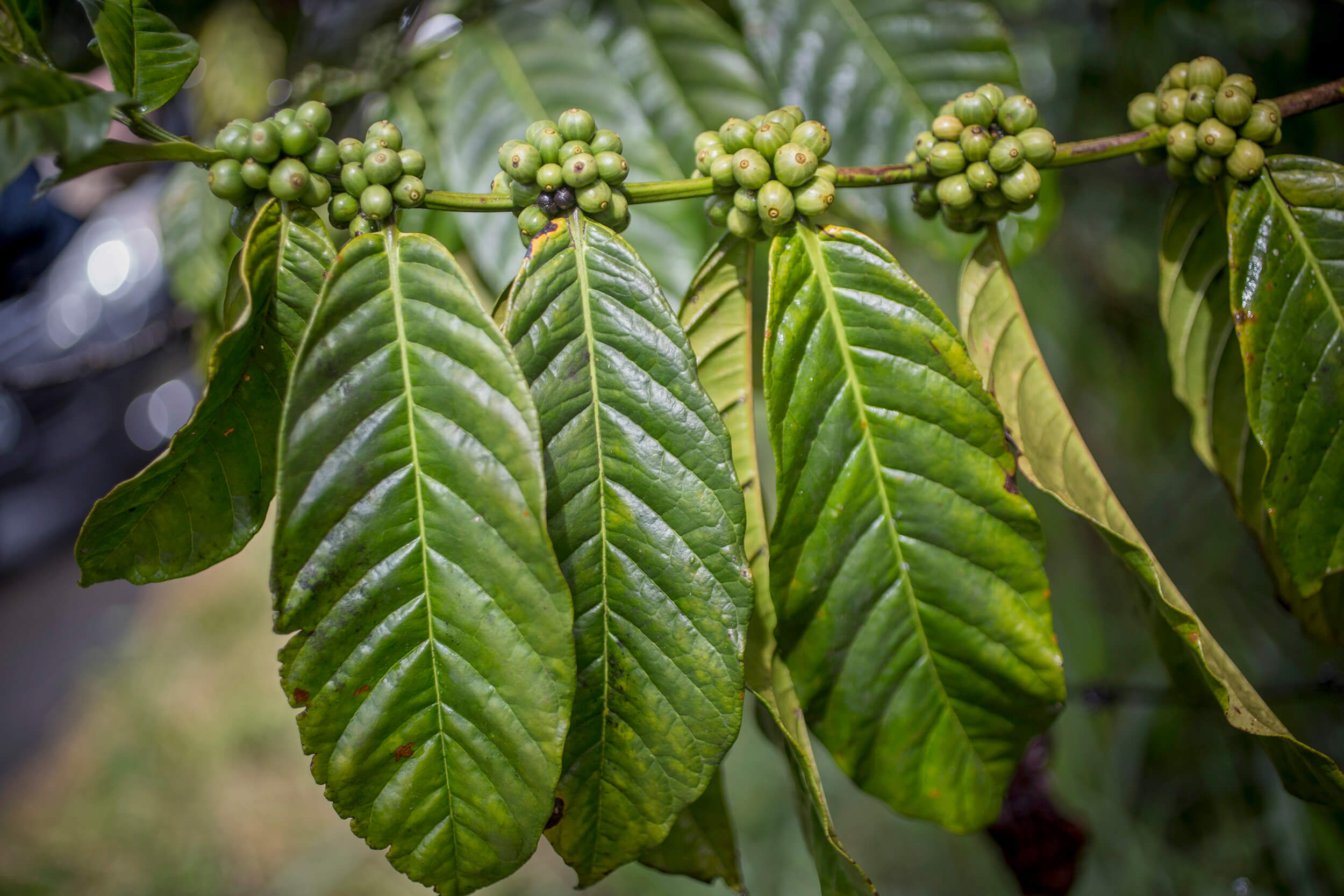  Coffee of the Robusta variety 