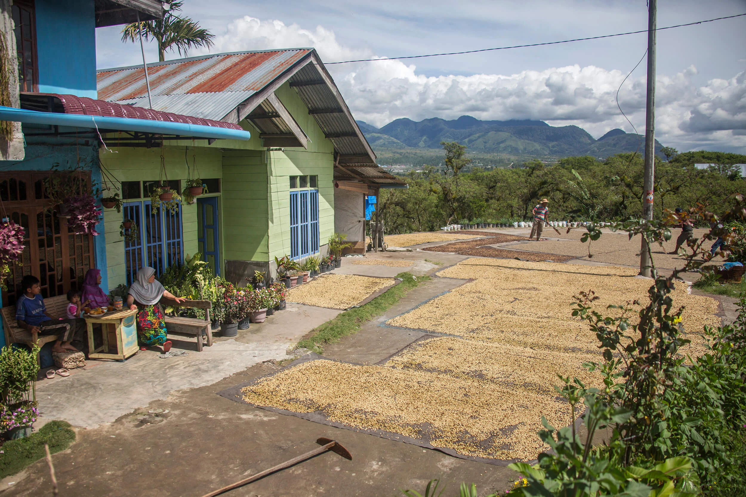 Indonesian family dries their coffee on the ground.