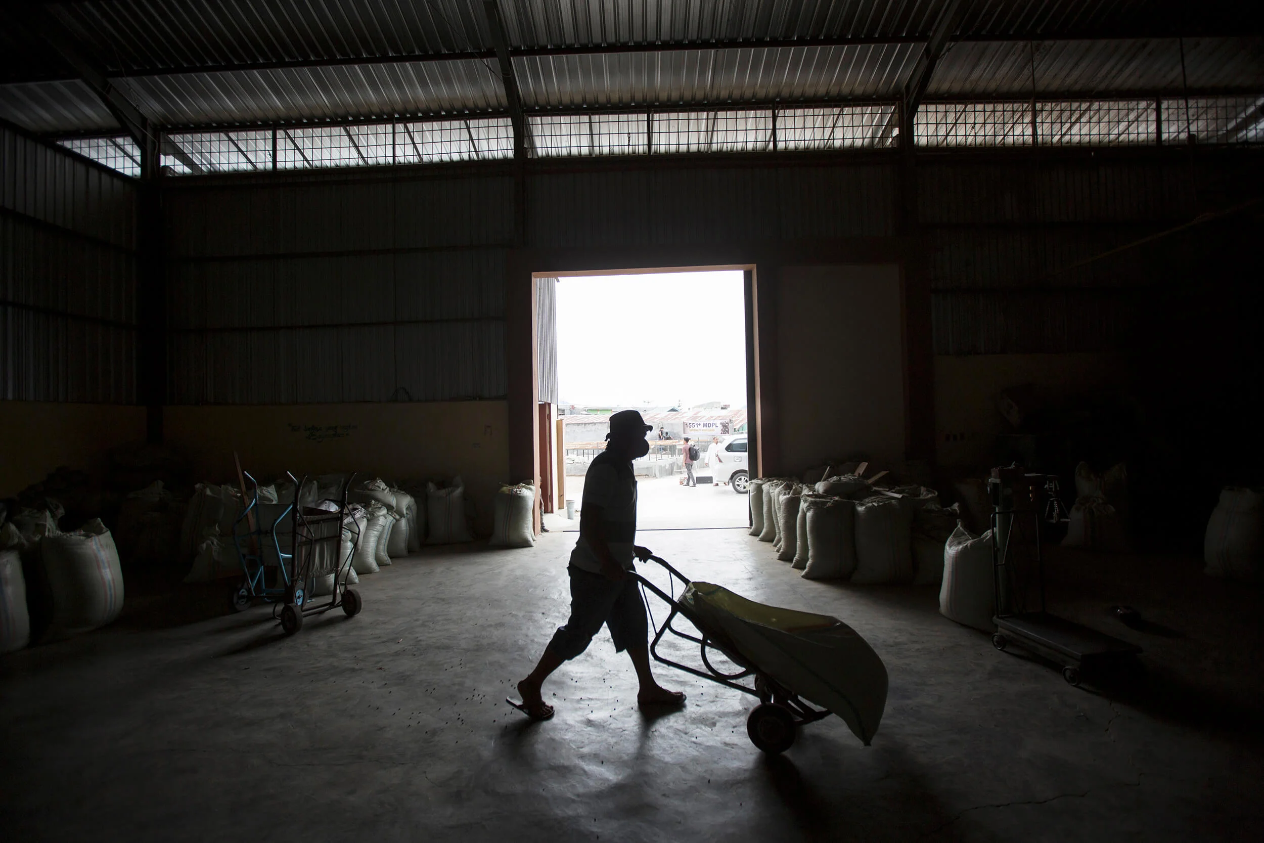 Coffee production in Indonesia.