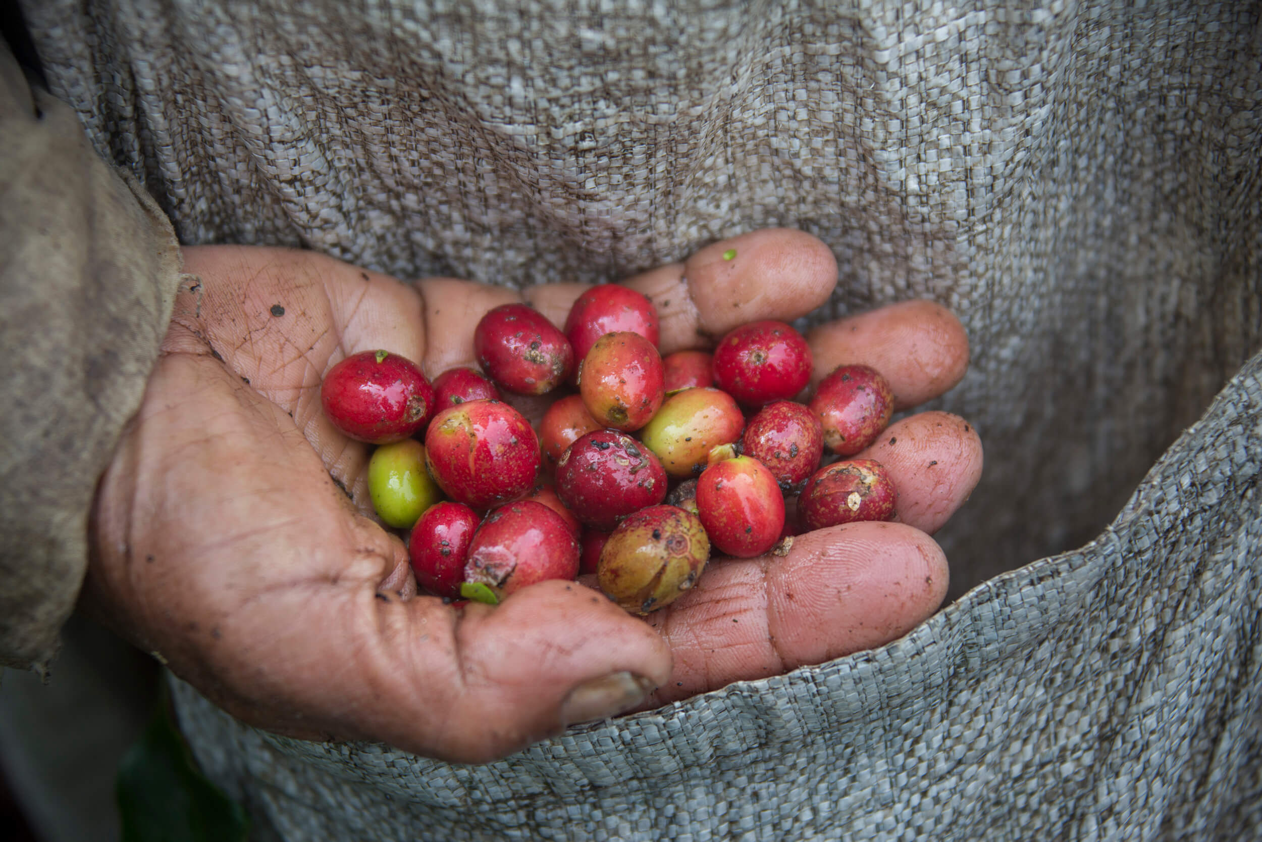  Harvested coffee cherries in Indonesia. 