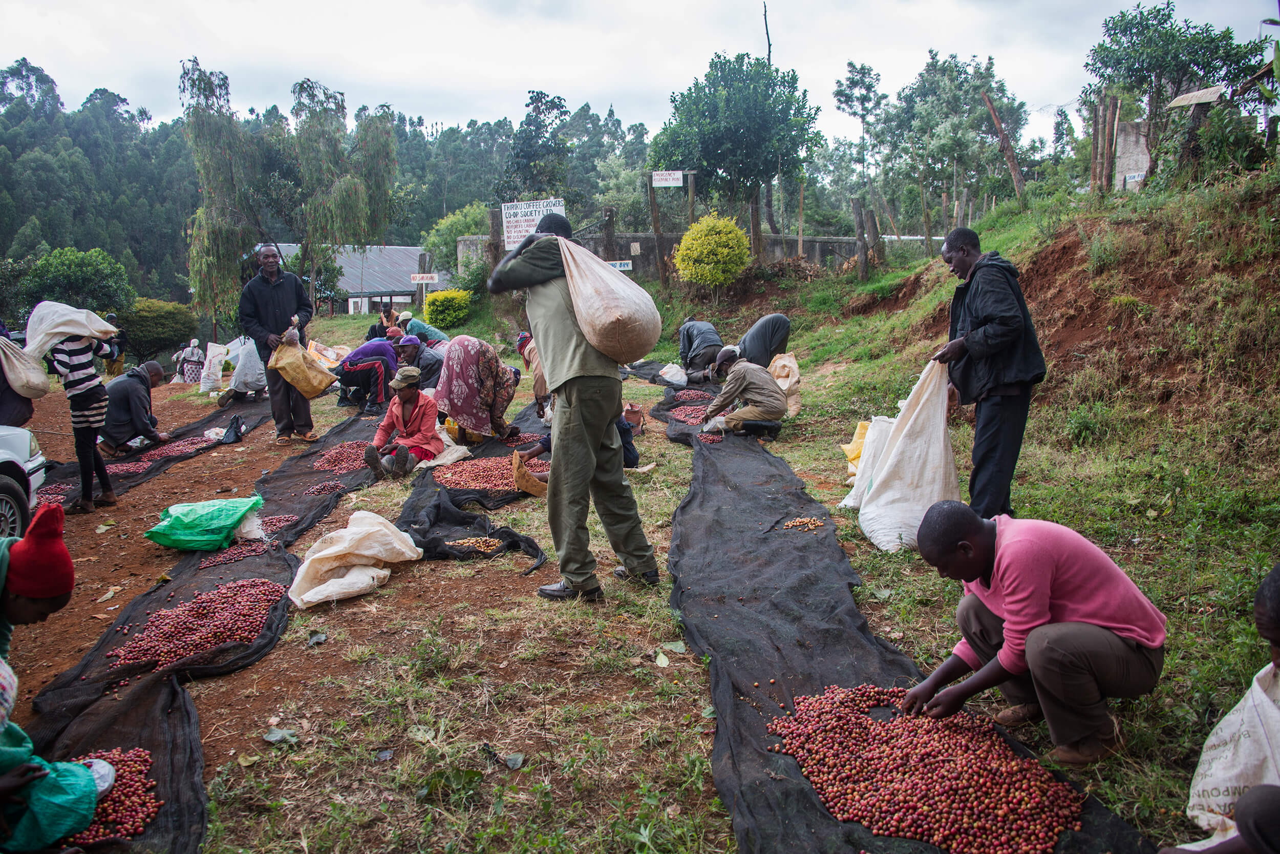  Coffee farmers with small farms, weigh their coffee harvest before selling to the cooperative. 