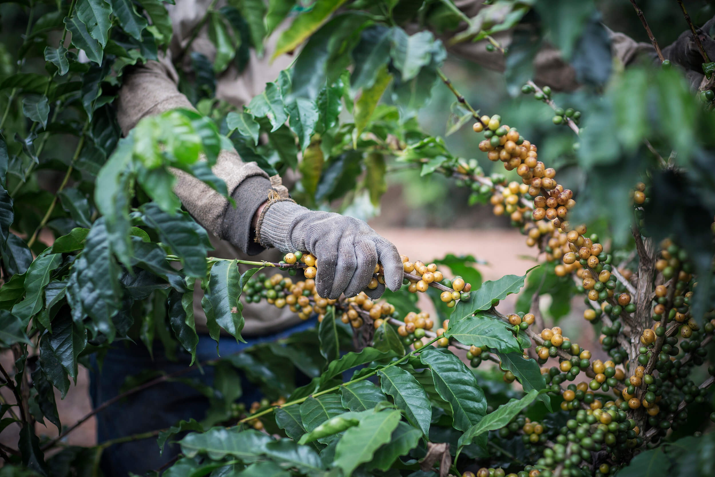  Coffee harvested in Brazil with the milking method, where you stripping all coffee, matured or not, from the branch. 