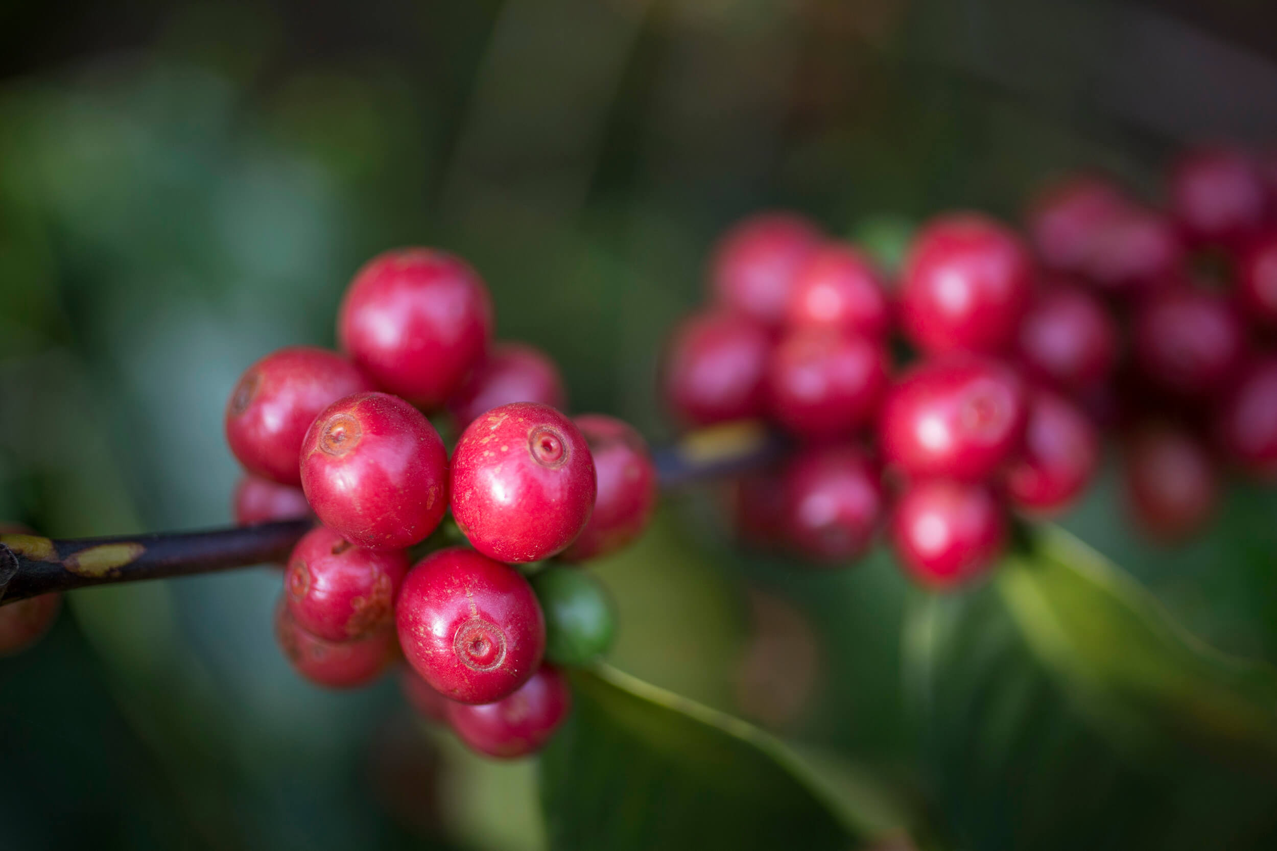  Mature coffee sherries of the red bourbon variety from Brazil. 