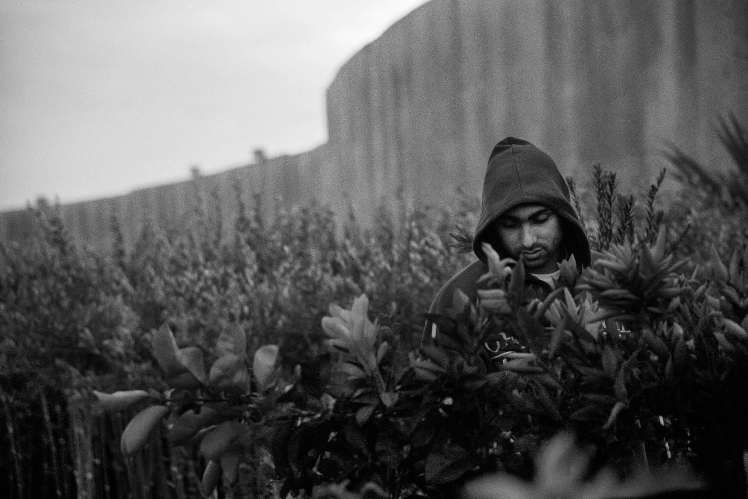 The wall has taken three quarters of Assad Arafat's commercial garden in Qalqylia.