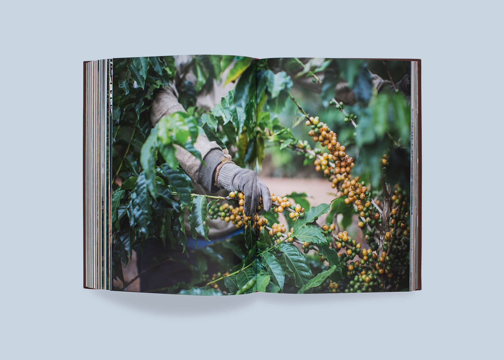 kaffe_54.jpg