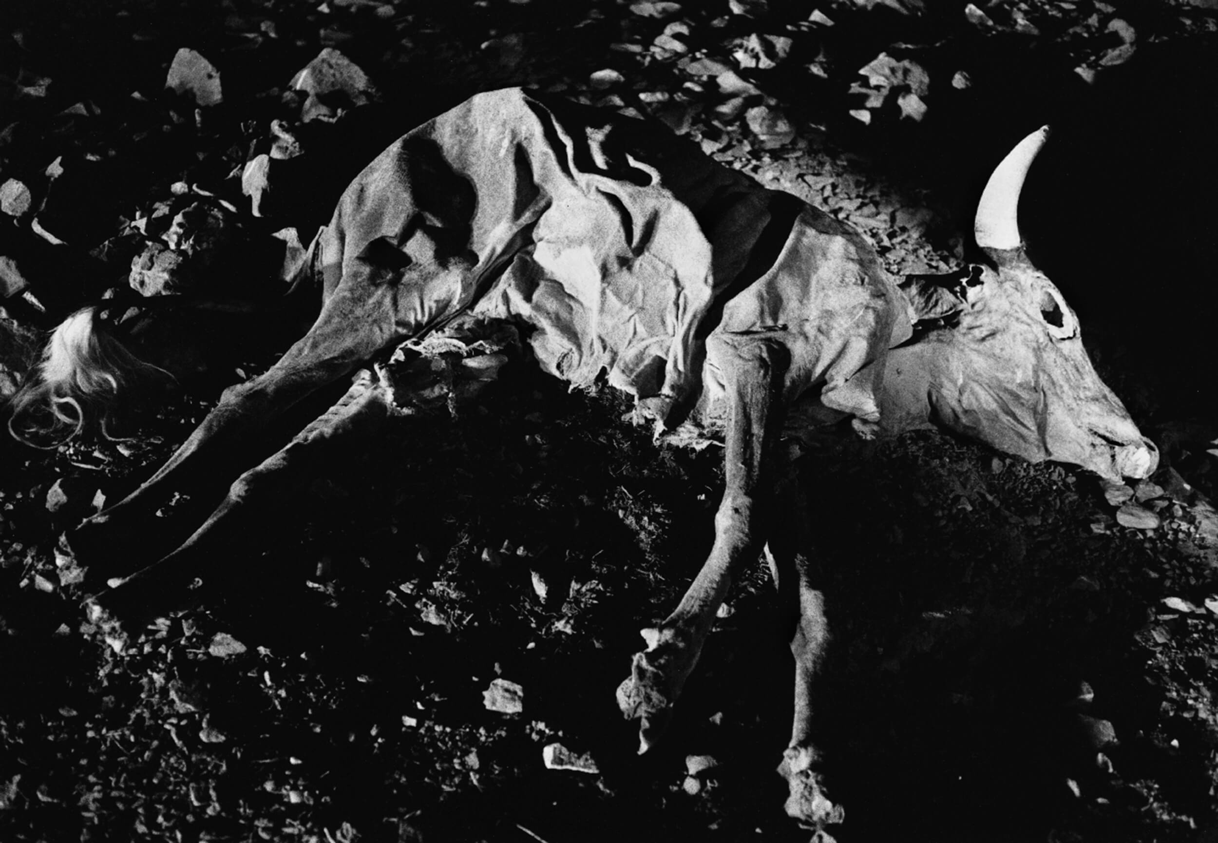 Animals and humans became victims during the war.