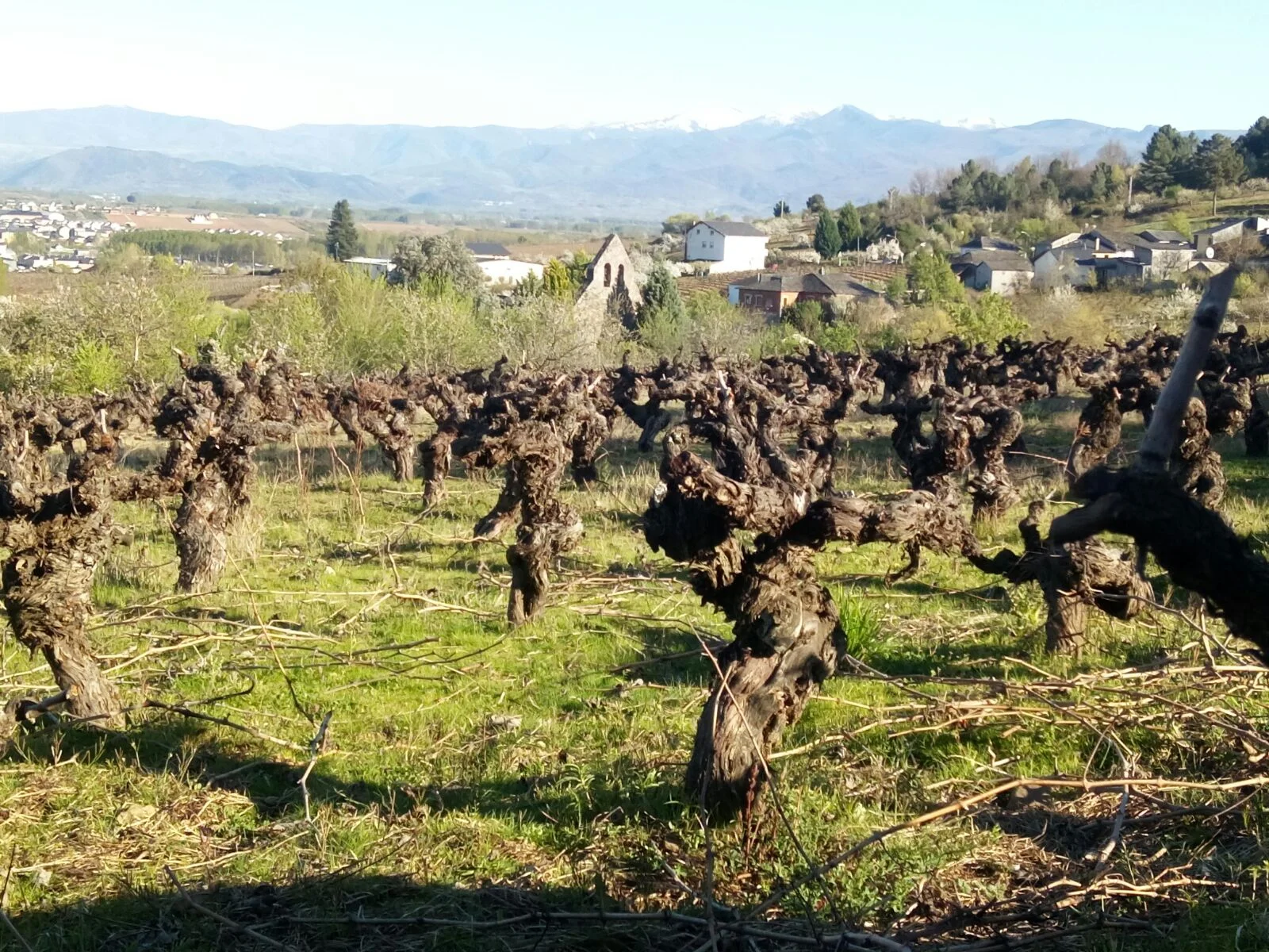 La Cuesta de la Iglesia vineyard