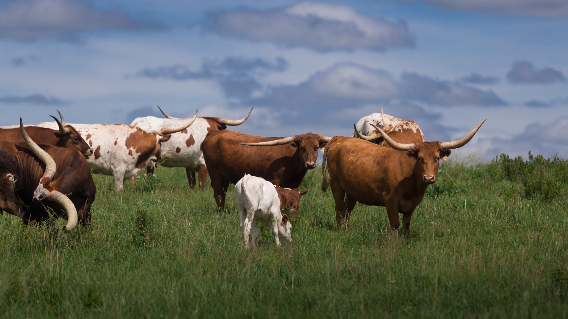 Cinemauto-Cambridge-Steer-sm.jpg