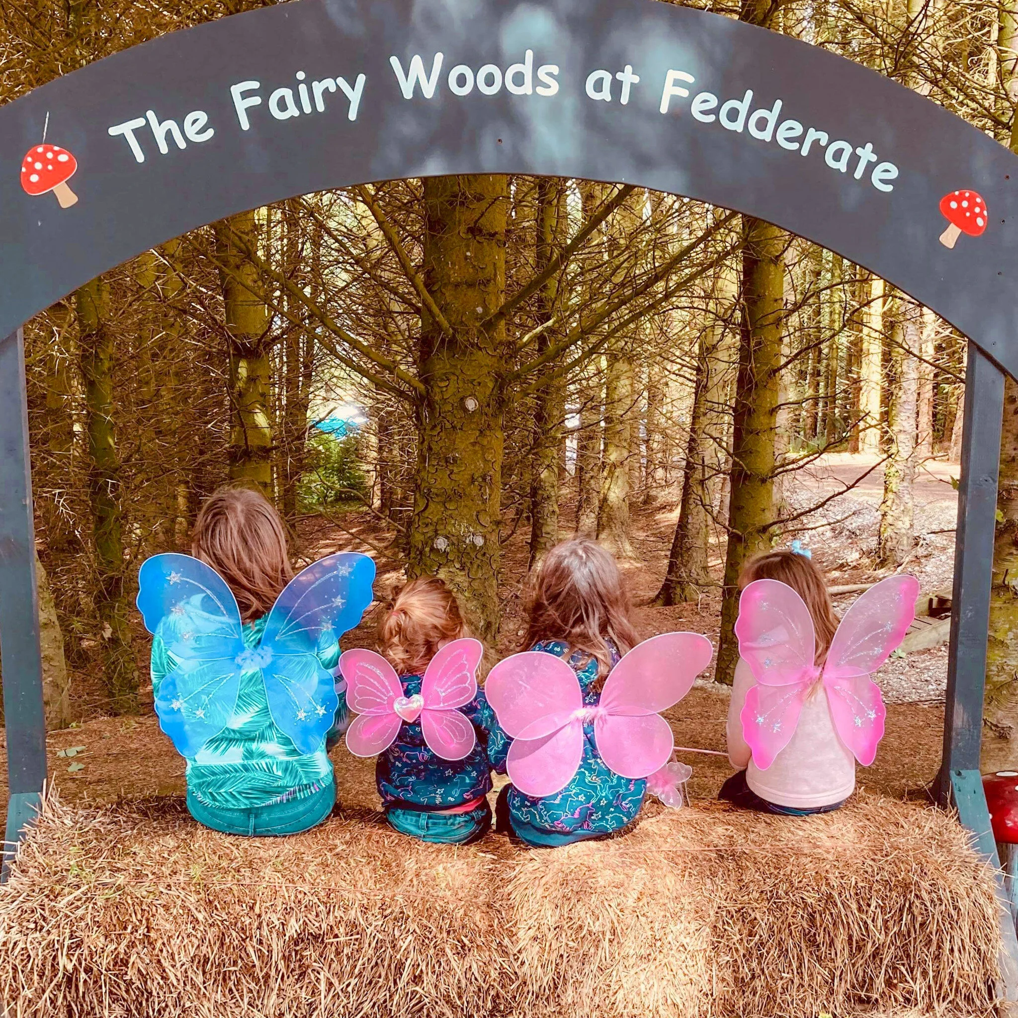 fairy-woods-at-fedderate-3.JPG