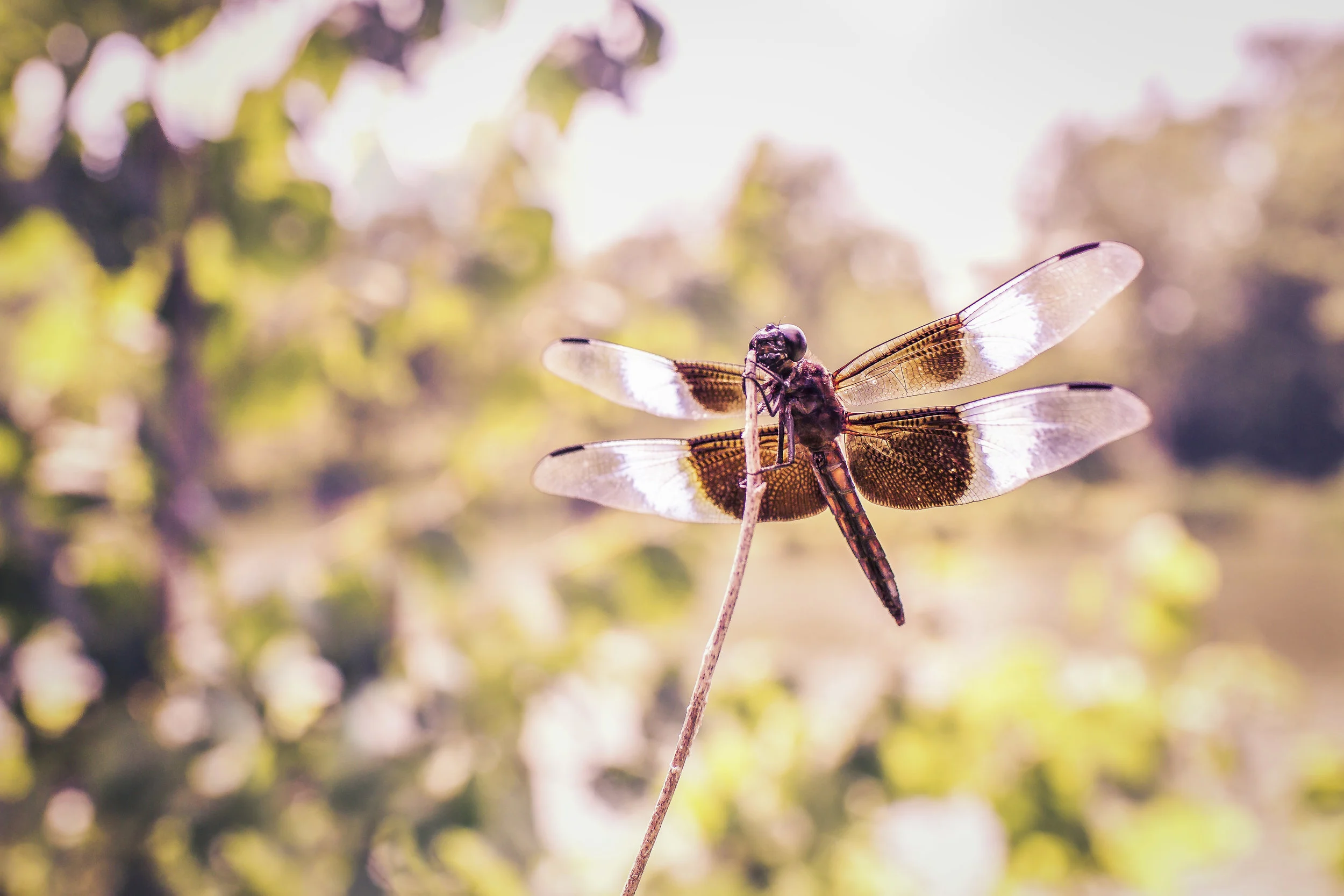 The dragonfly symbolizes great change, with the ability to change direction mid-flight