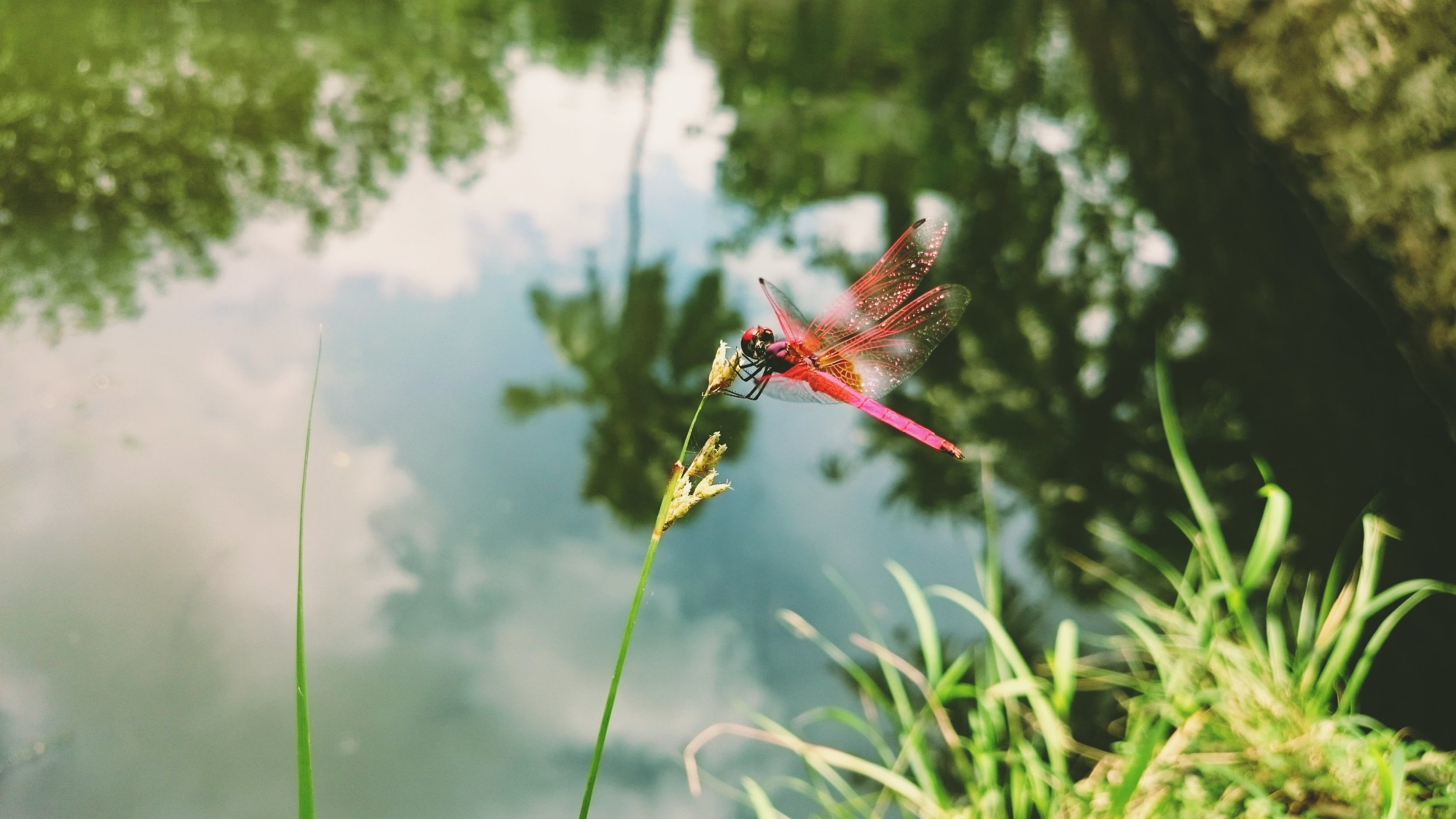 Dragonflies can change in direction midflight