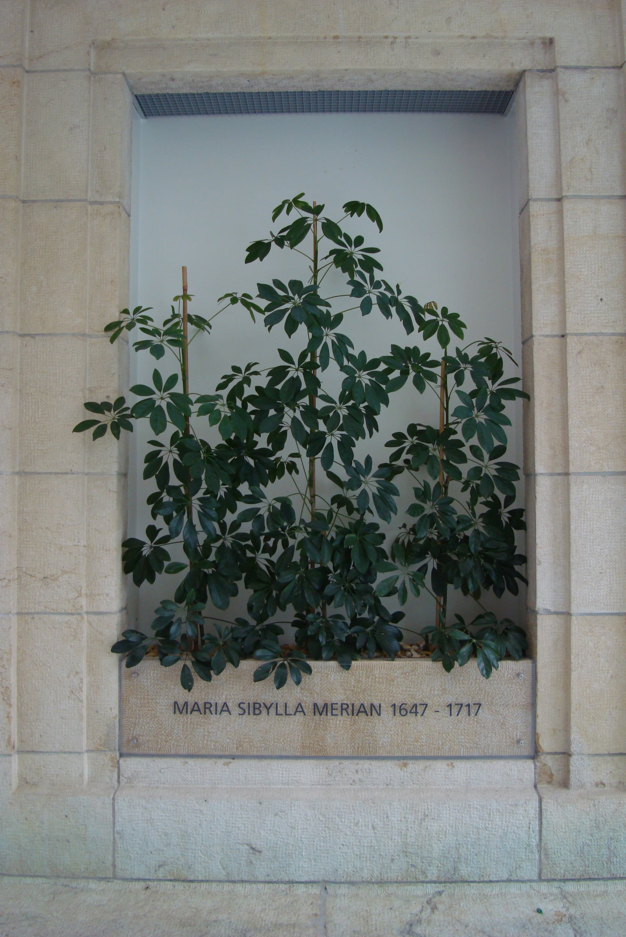 01 MERIAN.jpg