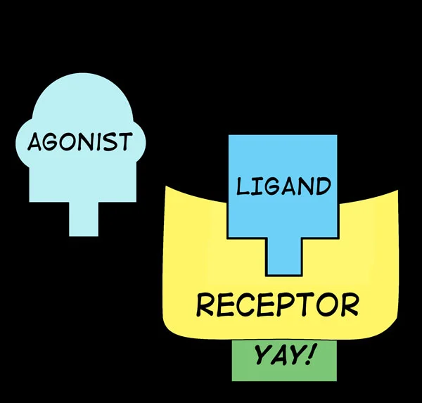 ReceptorAgonistLigandAnimation2.jpg